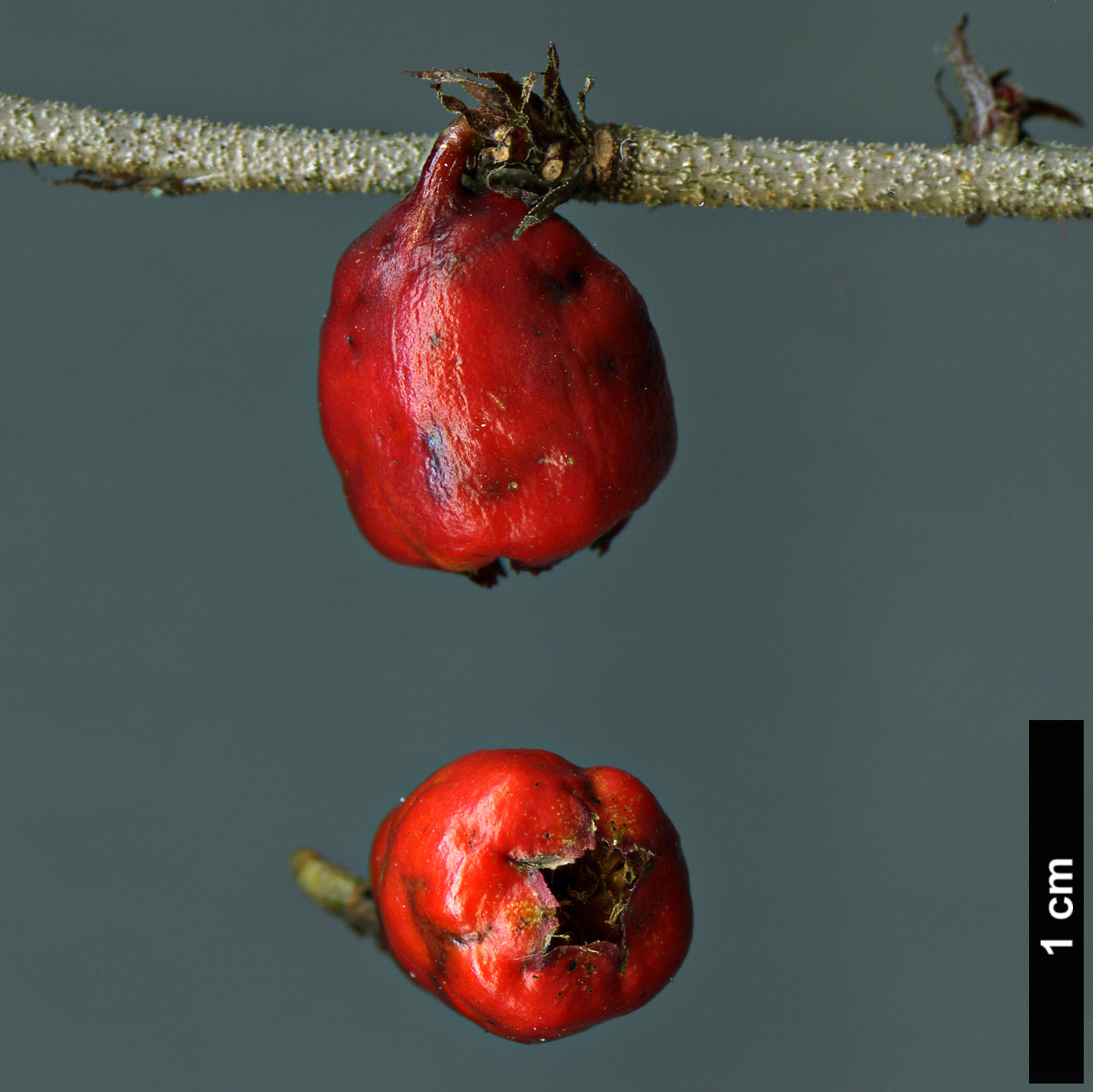 High resolution image: Family: Rosaceae - Genus: Cotoneaster - Taxon: encavei