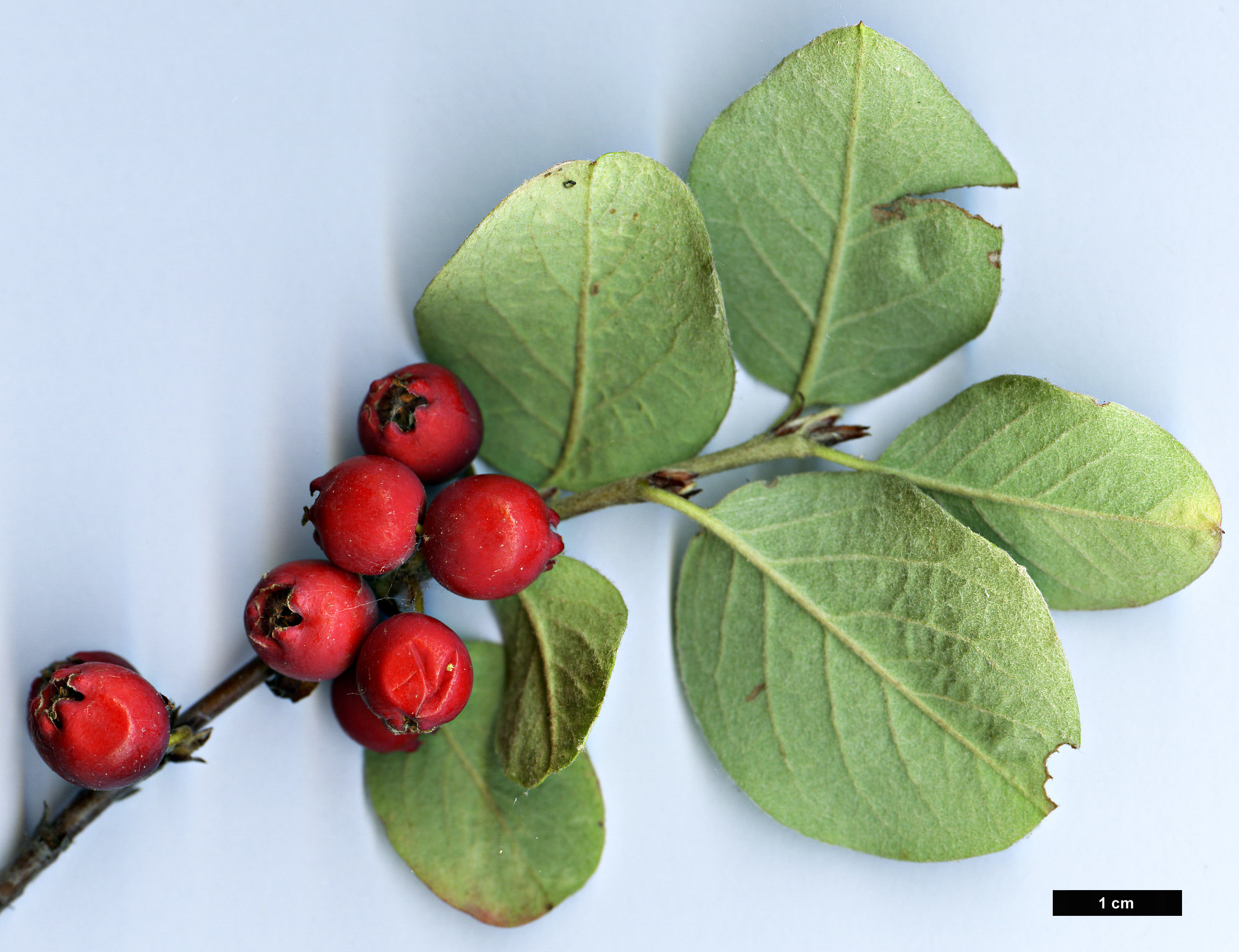 High resolution image: Family: Rosaceae - Genus: Cotoneaster - Taxon: estiensis