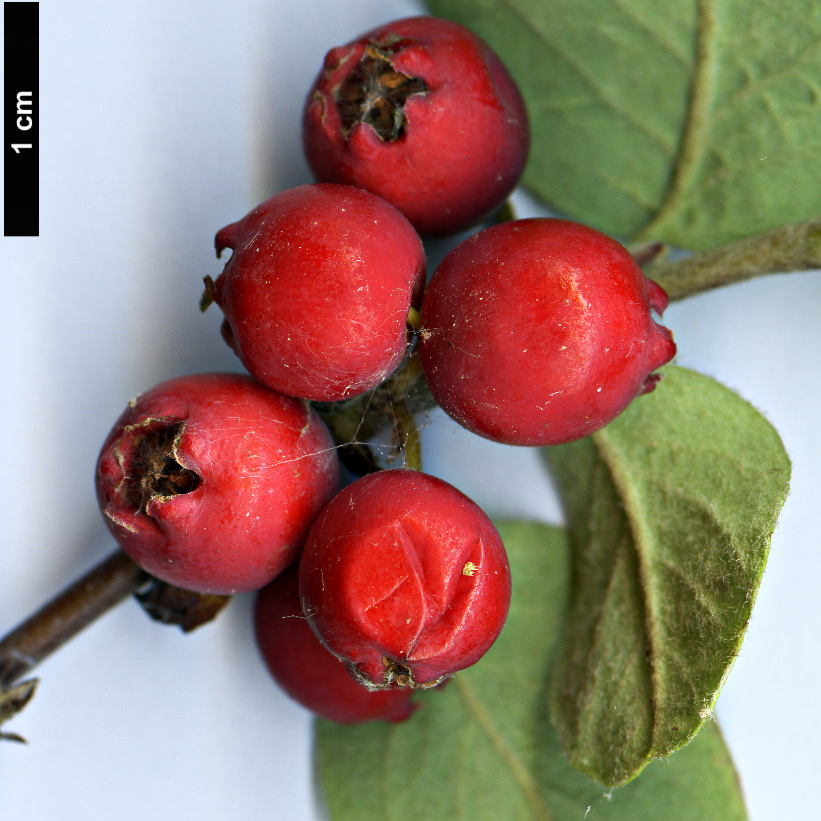 High resolution image: Family: Rosaceae - Genus: Cotoneaster - Taxon: estiensis