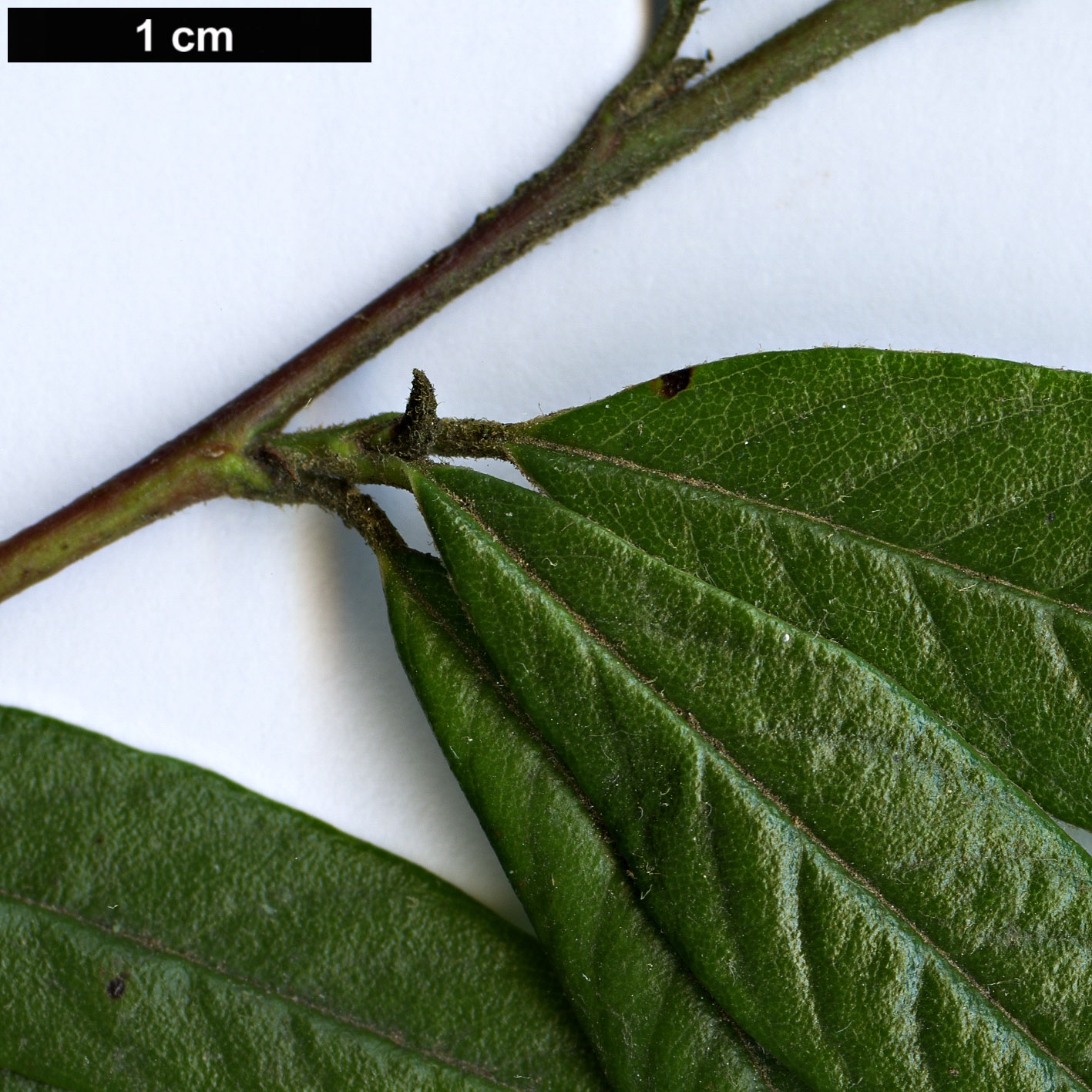 High resolution image: Family: Rosaceae - Genus: Cotoneaster - Taxon: floccosus