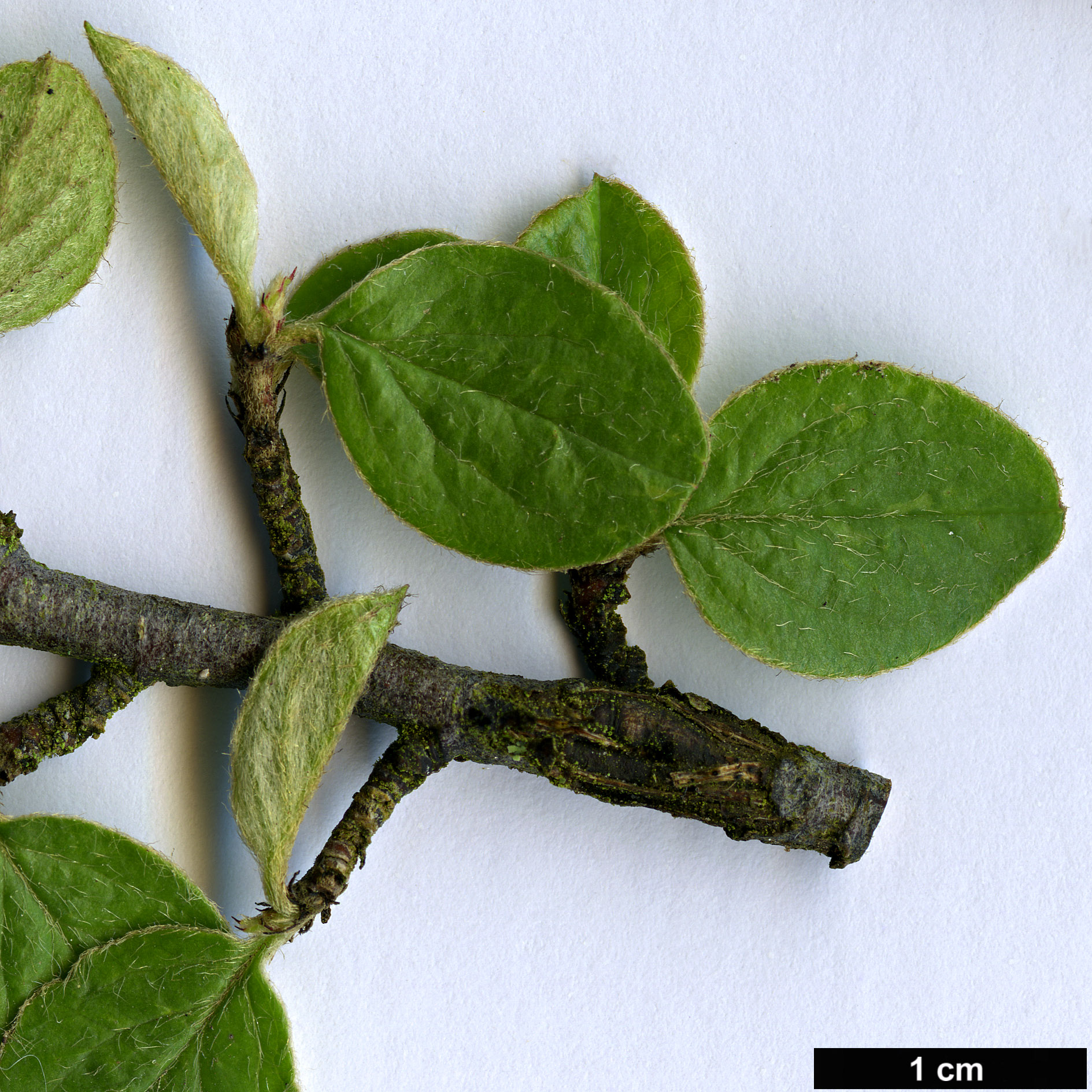 High resolution image: Family: Rosaceae - Genus: Cotoneaster - Taxon: floridus