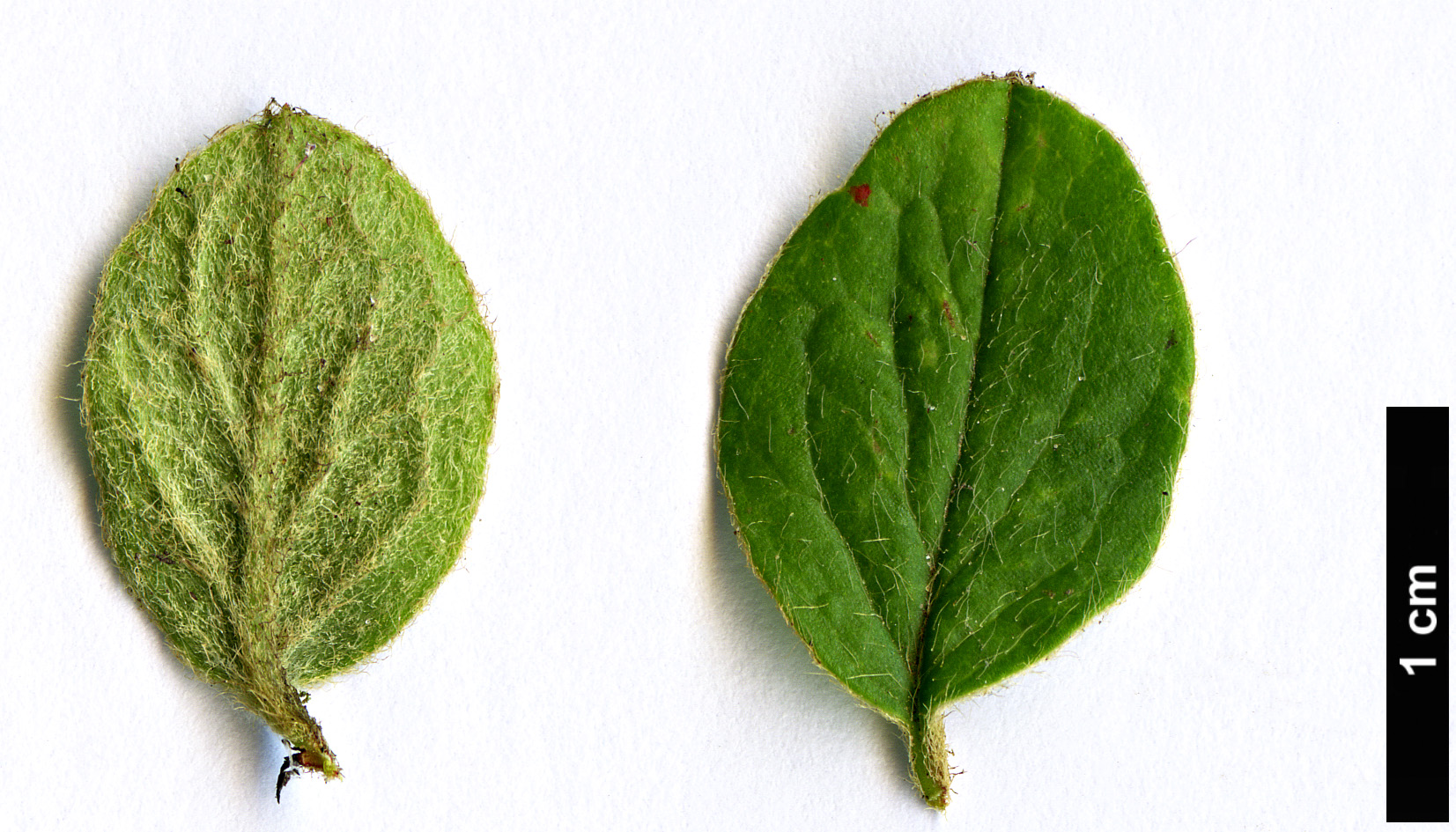 High resolution image: Family: Rosaceae - Genus: Cotoneaster - Taxon: floridus