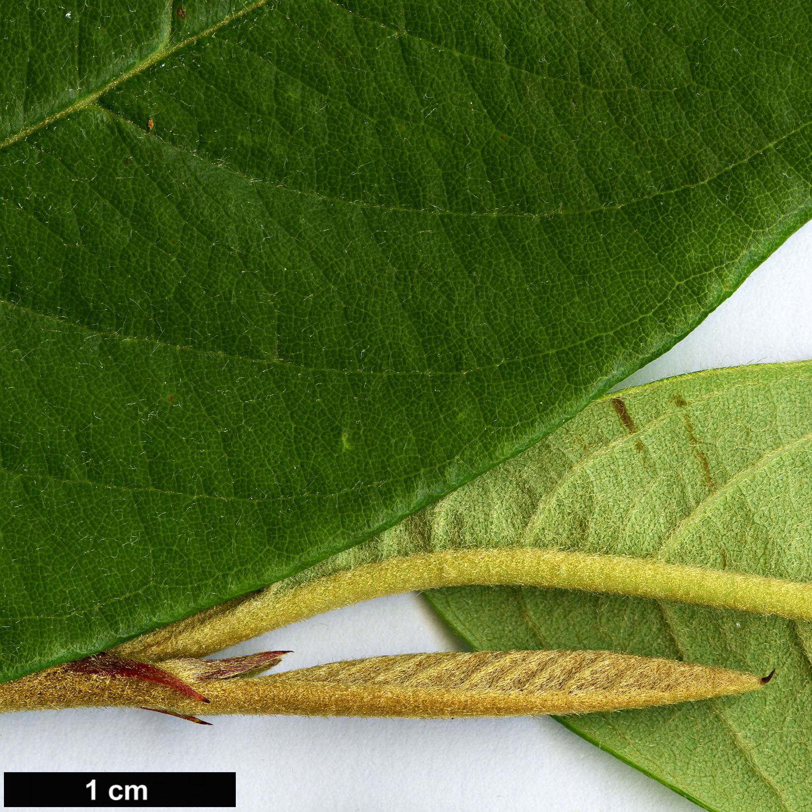 High resolution image: Family: Rosaceae - Genus: Cotoneaster - Taxon: frigidus