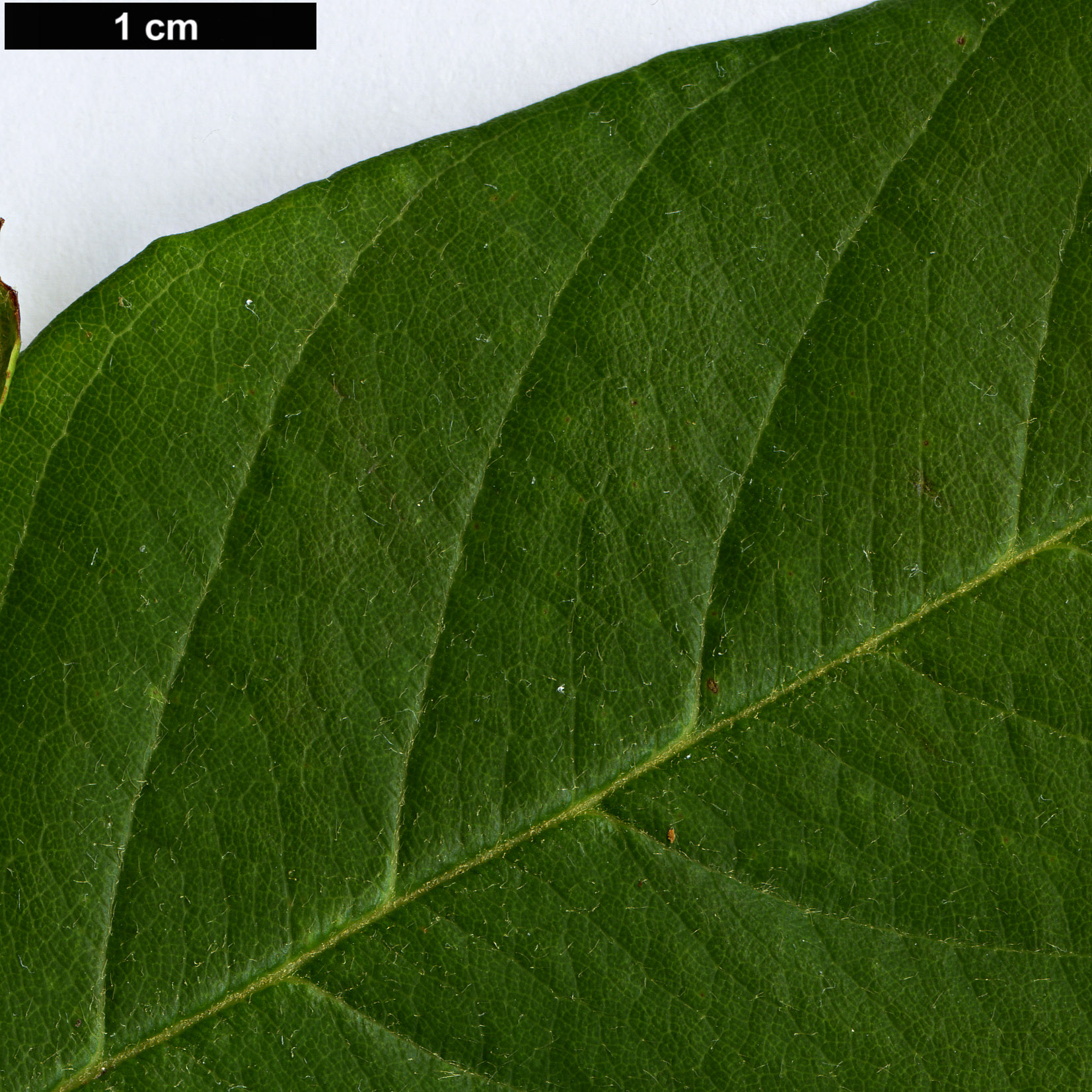 High resolution image: Family: Rosaceae - Genus: Cotoneaster - Taxon: frigidus