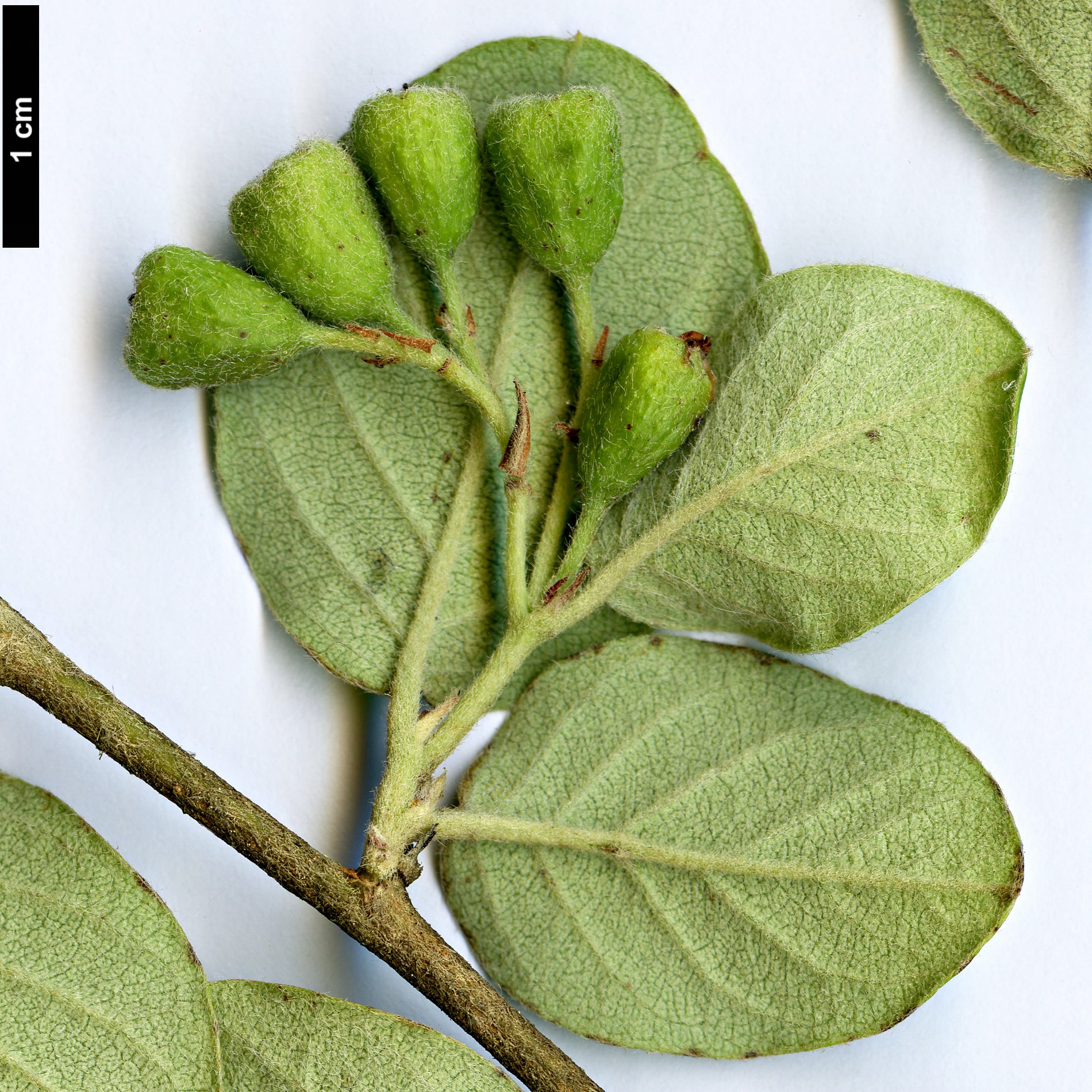 High resolution image: Family: Rosaceae - Genus: Cotoneaster - Taxon: froebelii