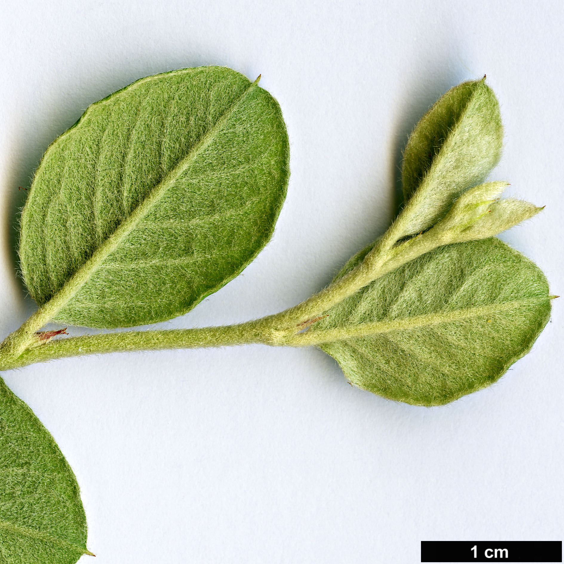 High resolution image: Family: Rosaceae - Genus: Cotoneaster - Taxon: froebelii