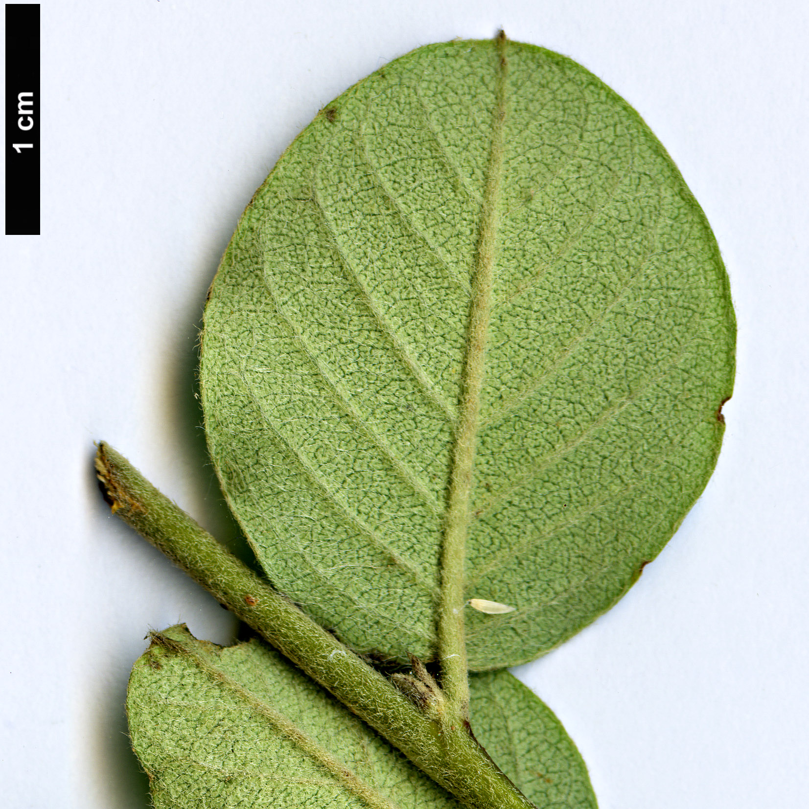 High resolution image: Family: Rosaceae - Genus: Cotoneaster - Taxon: froebelii