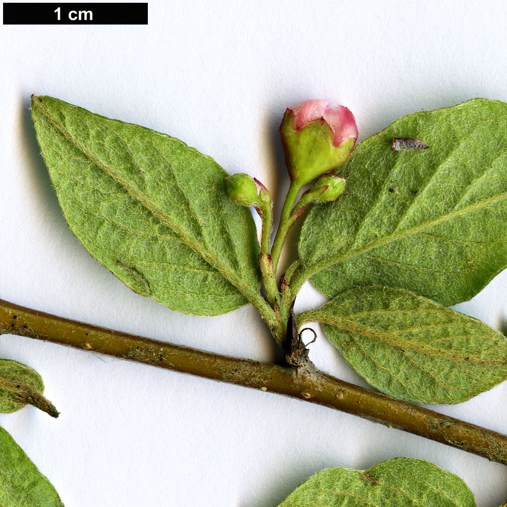 High resolution image: Family: Rosaceae - Genus: Cotoneaster - Taxon: genitianus