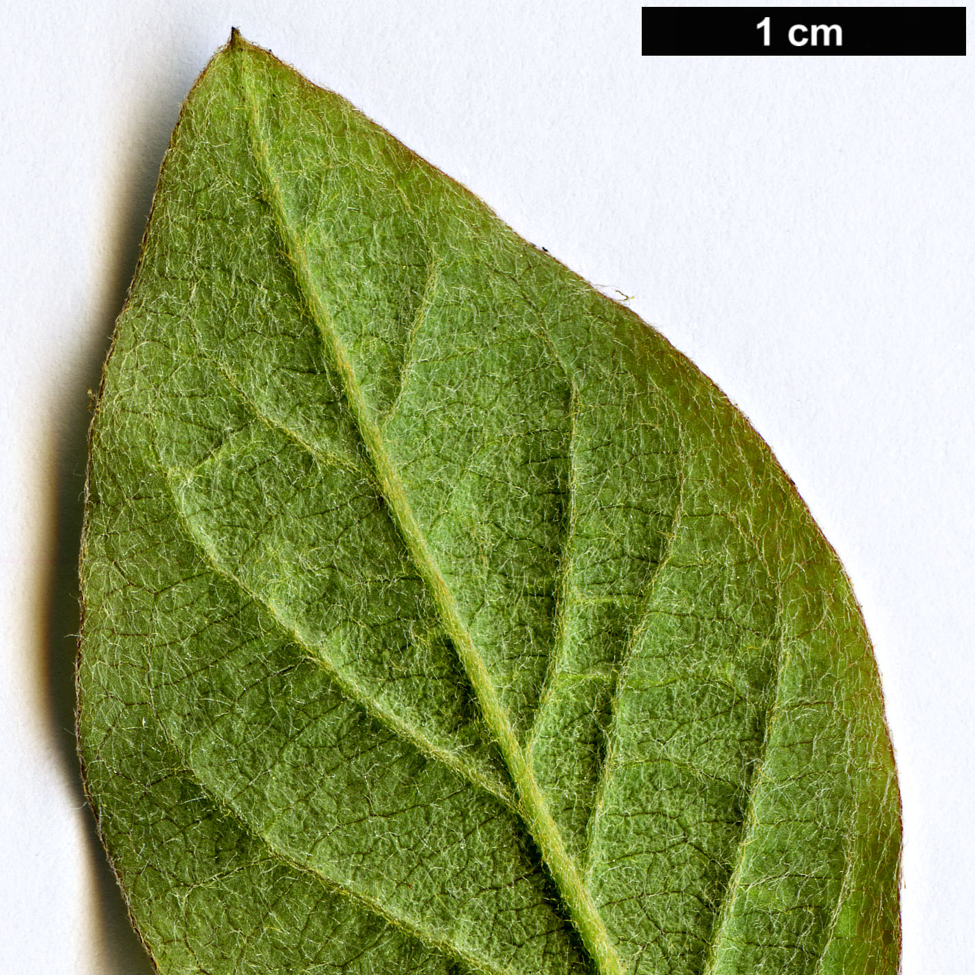 High resolution image: Family: Rosaceae - Genus: Cotoneaster - Taxon: genitianus