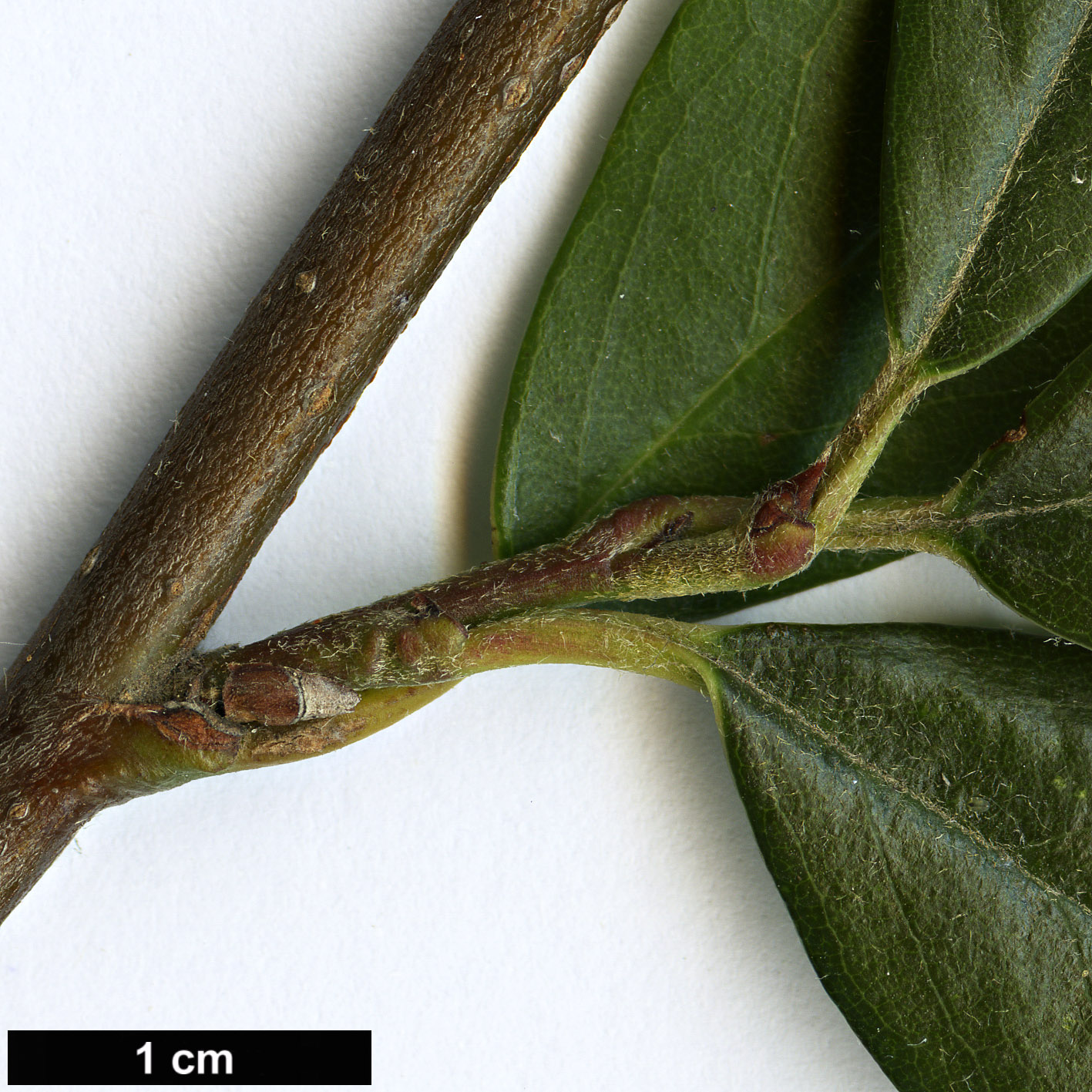 High resolution image: Family: Rosaceae - Genus: Cotoneaster - Taxon: glabratus