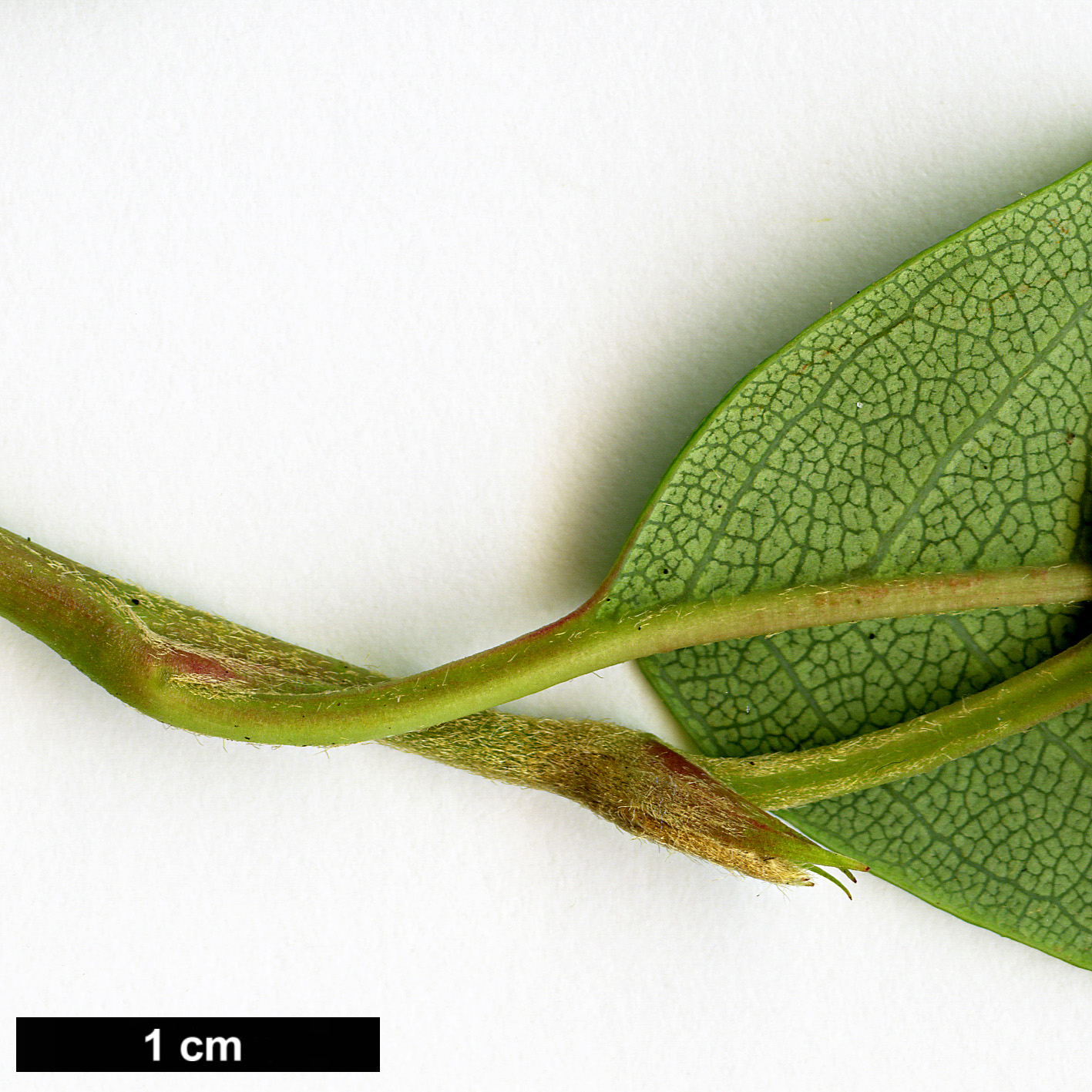 High resolution image: Family: Rosaceae - Genus: Cotoneaster - Taxon: glaucophyllus