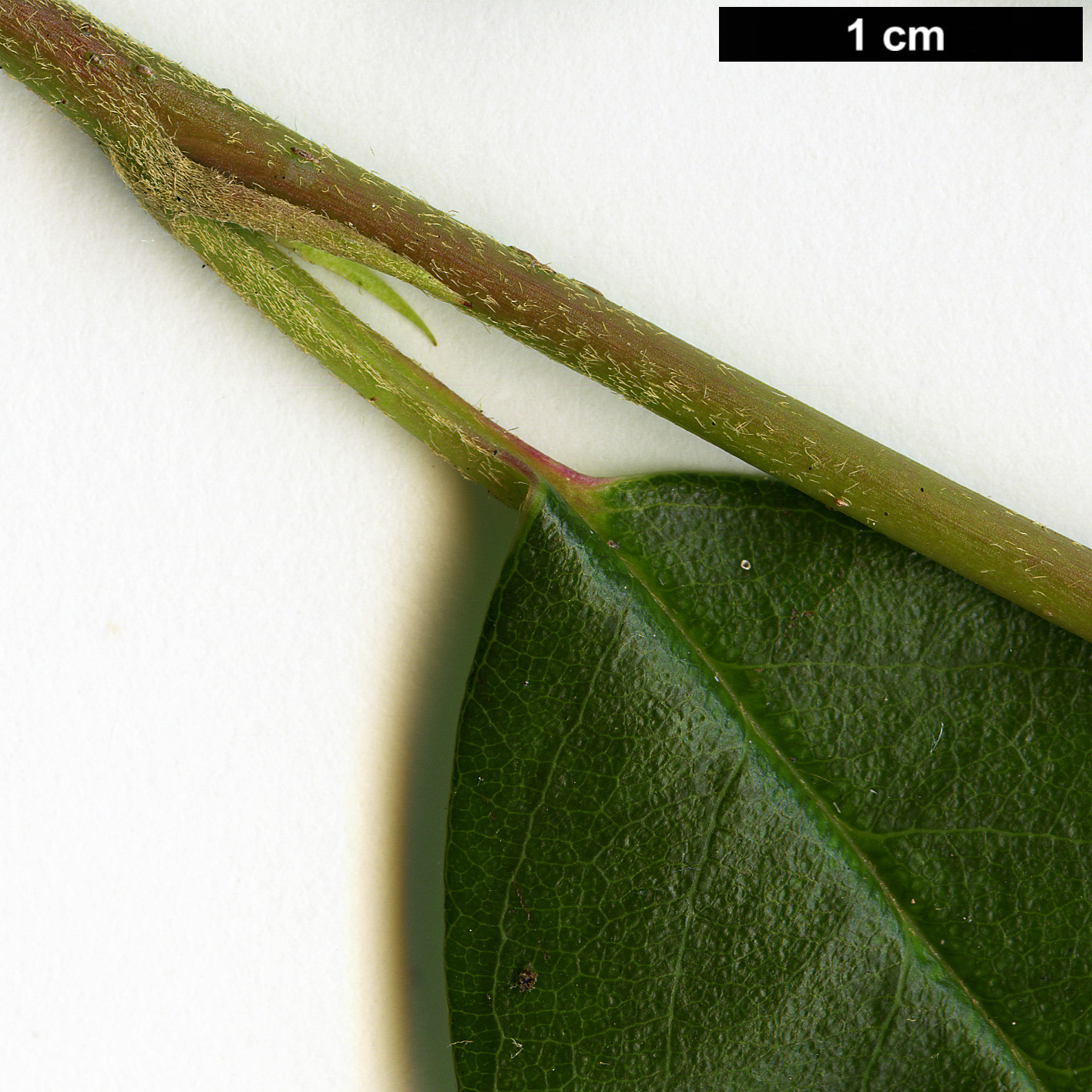 High resolution image: Family: Rosaceae - Genus: Cotoneaster - Taxon: glaucophyllus