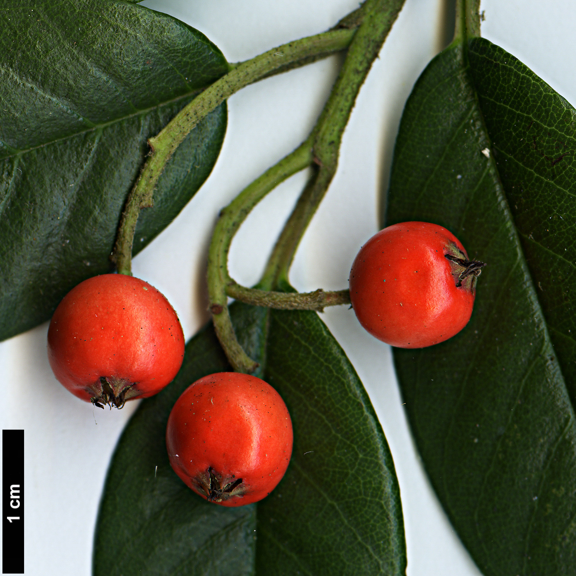 High resolution image: Family: Rosaceae - Genus: Cotoneaster - Taxon: glaucophyllus