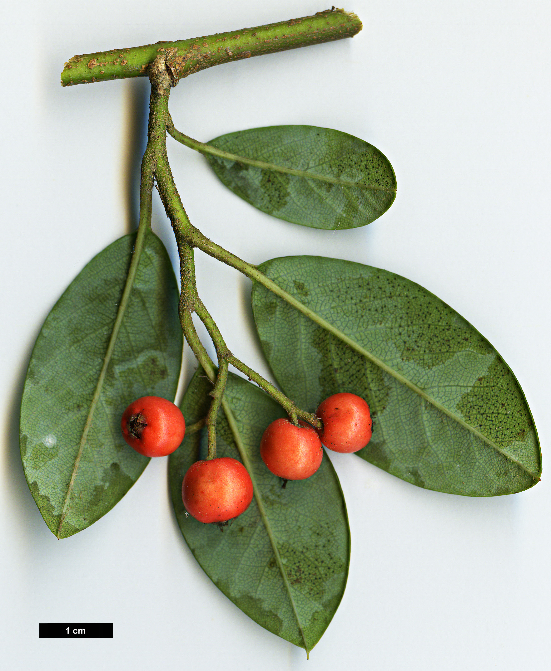 High resolution image: Family: Rosaceae - Genus: Cotoneaster - Taxon: glaucophyllus