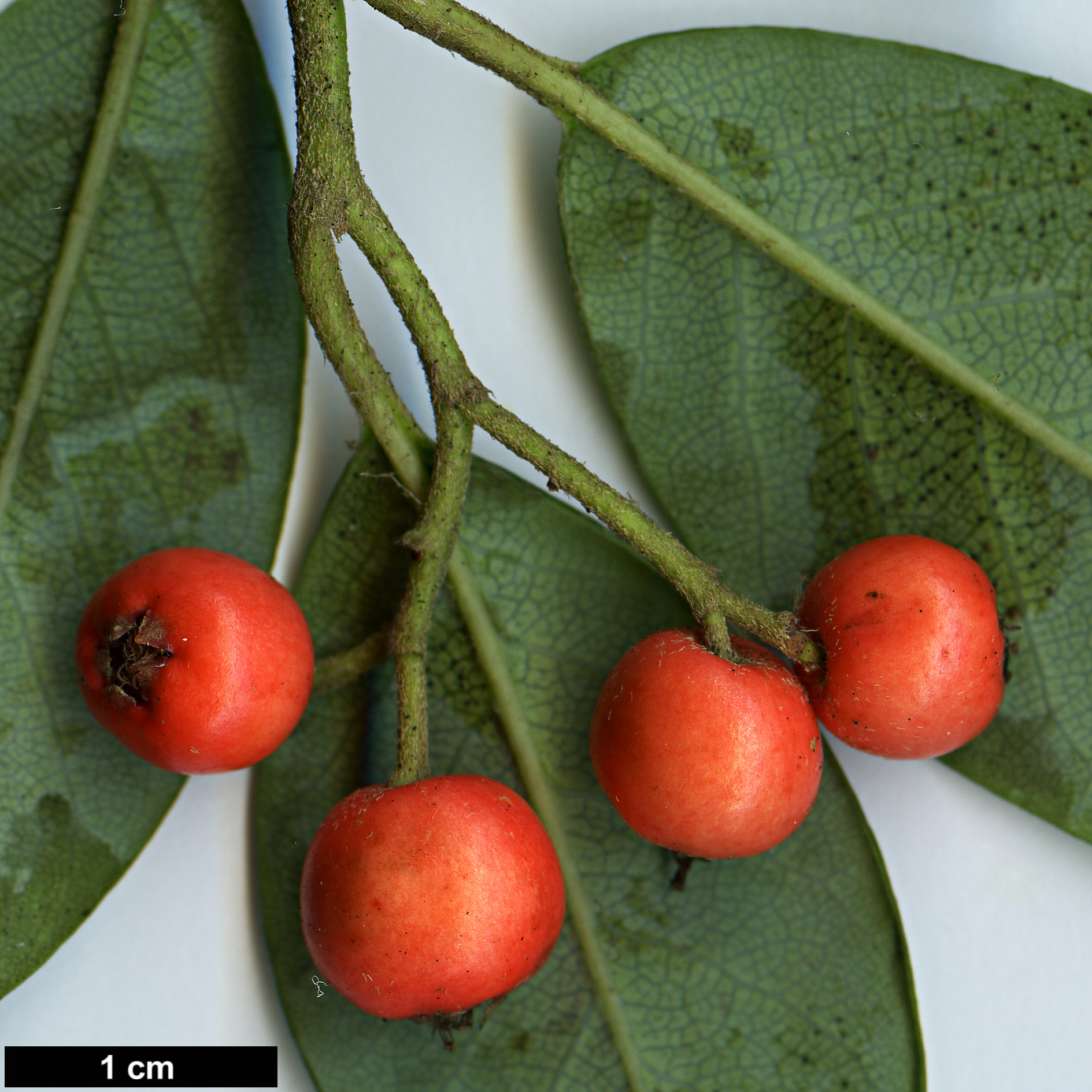 High resolution image: Family: Rosaceae - Genus: Cotoneaster - Taxon: glaucophyllus