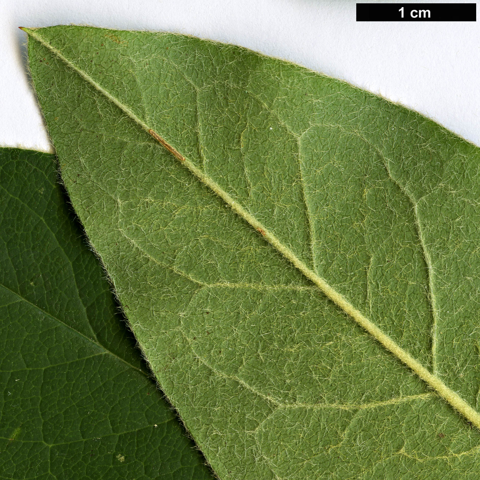 High resolution image: Family: Rosaceae - Genus: Cotoneaster - Taxon: hedegaardii