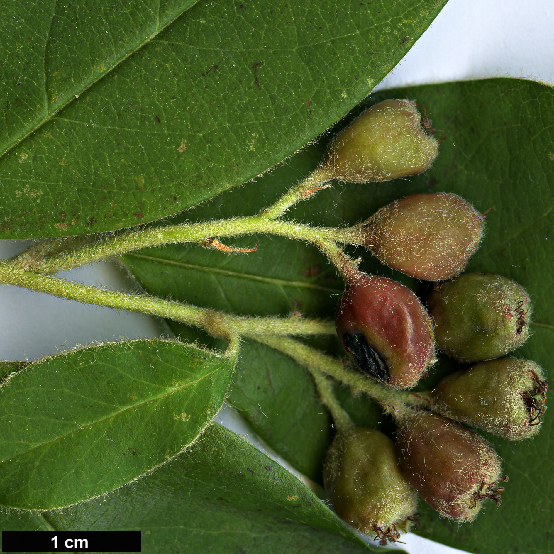 High resolution image: Family: Rosaceae - Genus: Cotoneaster - Taxon: hedegaardii