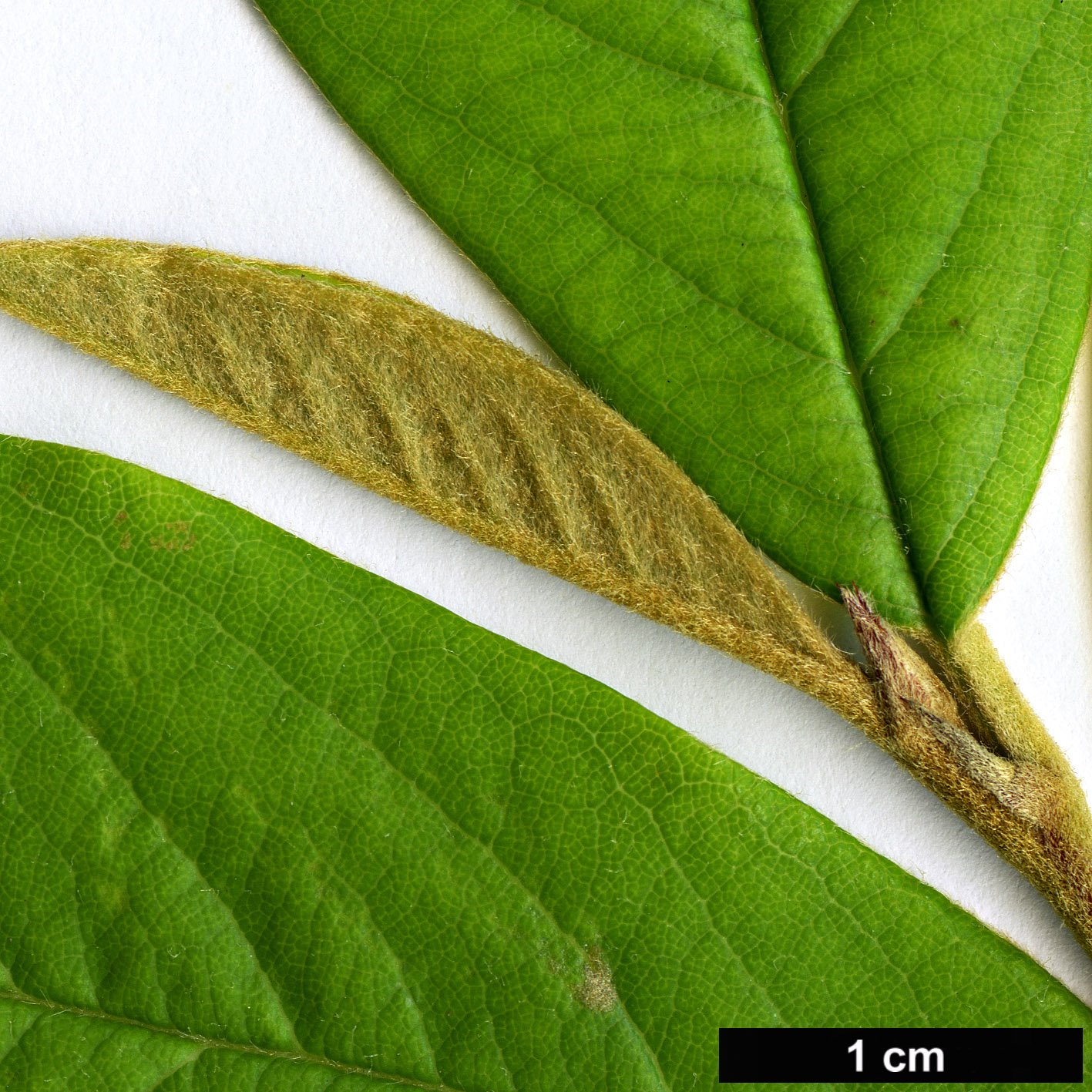 High resolution image: Family: Rosaceae - Genus: Cotoneaster - Taxon: henryanus