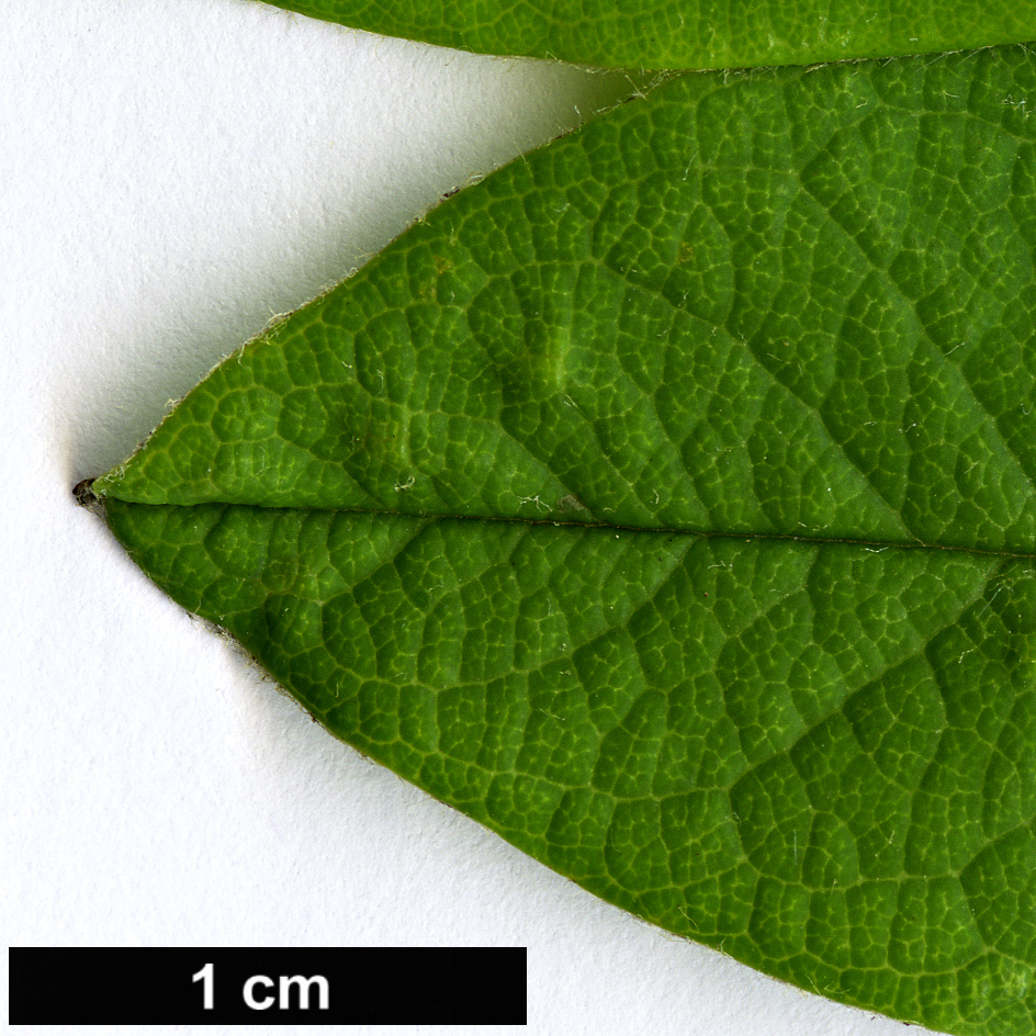 High resolution image: Family: Rosaceae - Genus: Cotoneaster - Taxon: henryanus