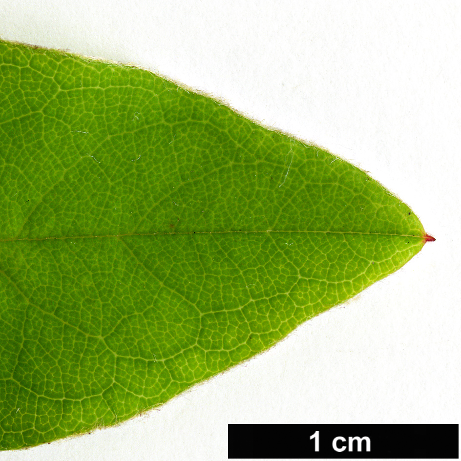 High resolution image: Family: Rosaceae - Genus: Cotoneaster - Taxon: henryanus