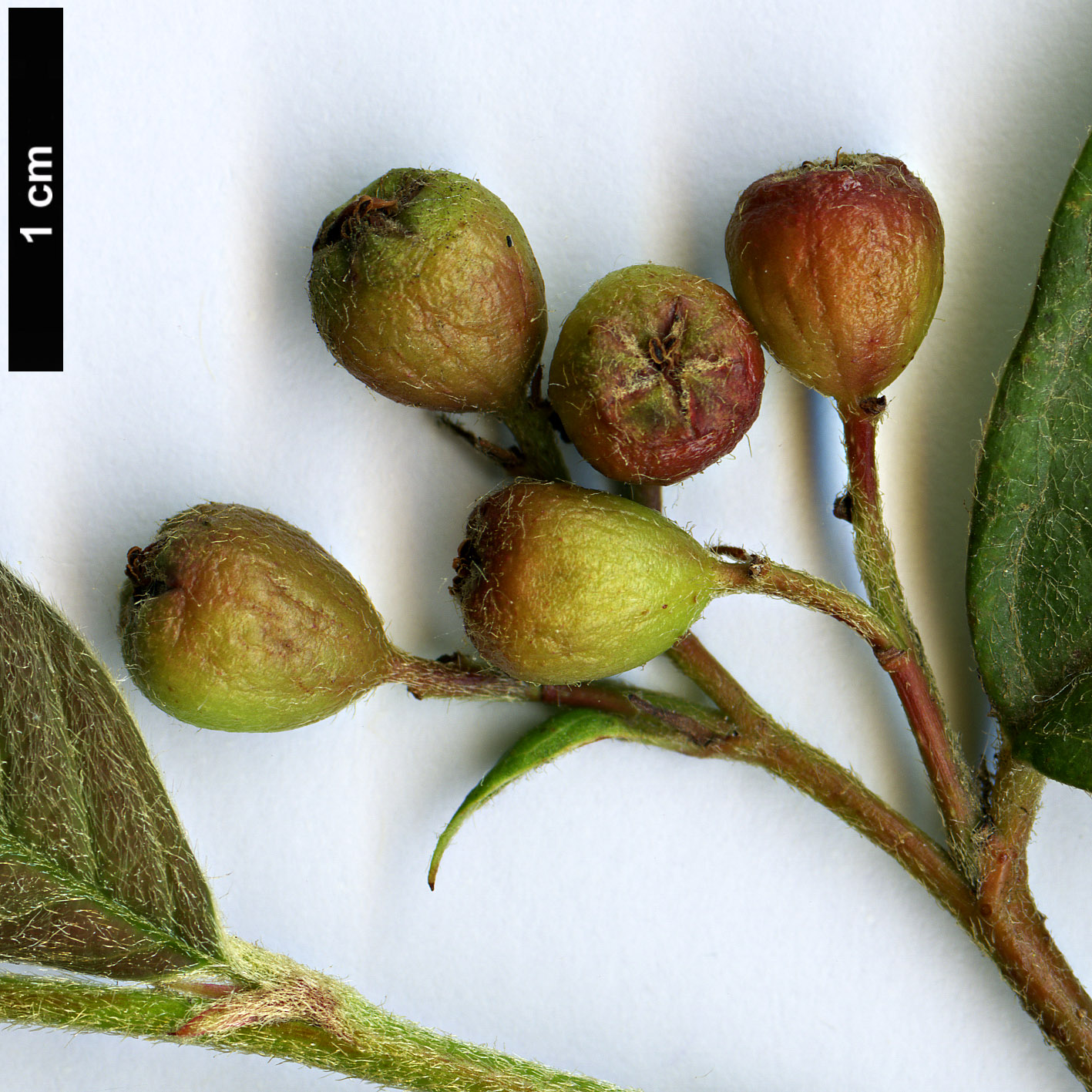 High resolution image: Family: Rosaceae - Genus: Cotoneaster - Taxon: hillieri