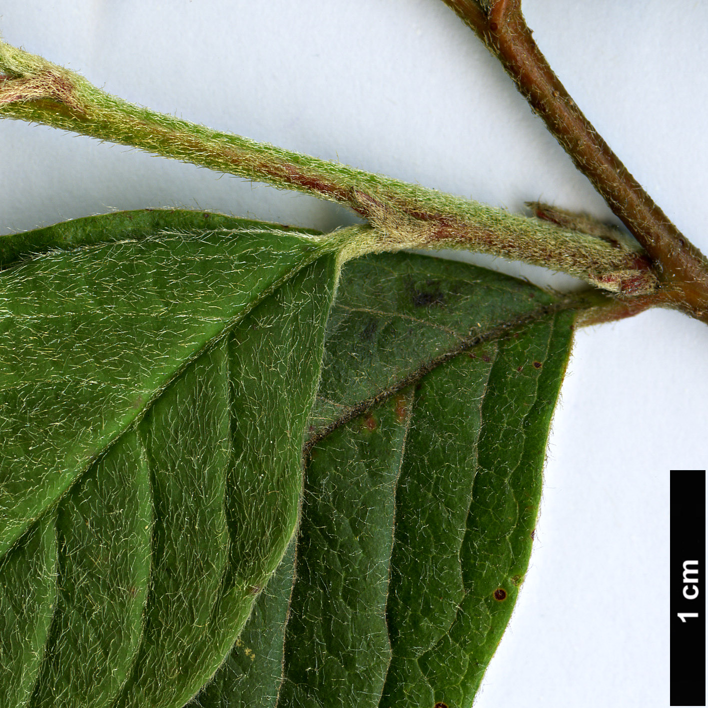 High resolution image: Family: Rosaceae - Genus: Cotoneaster - Taxon: hillieri