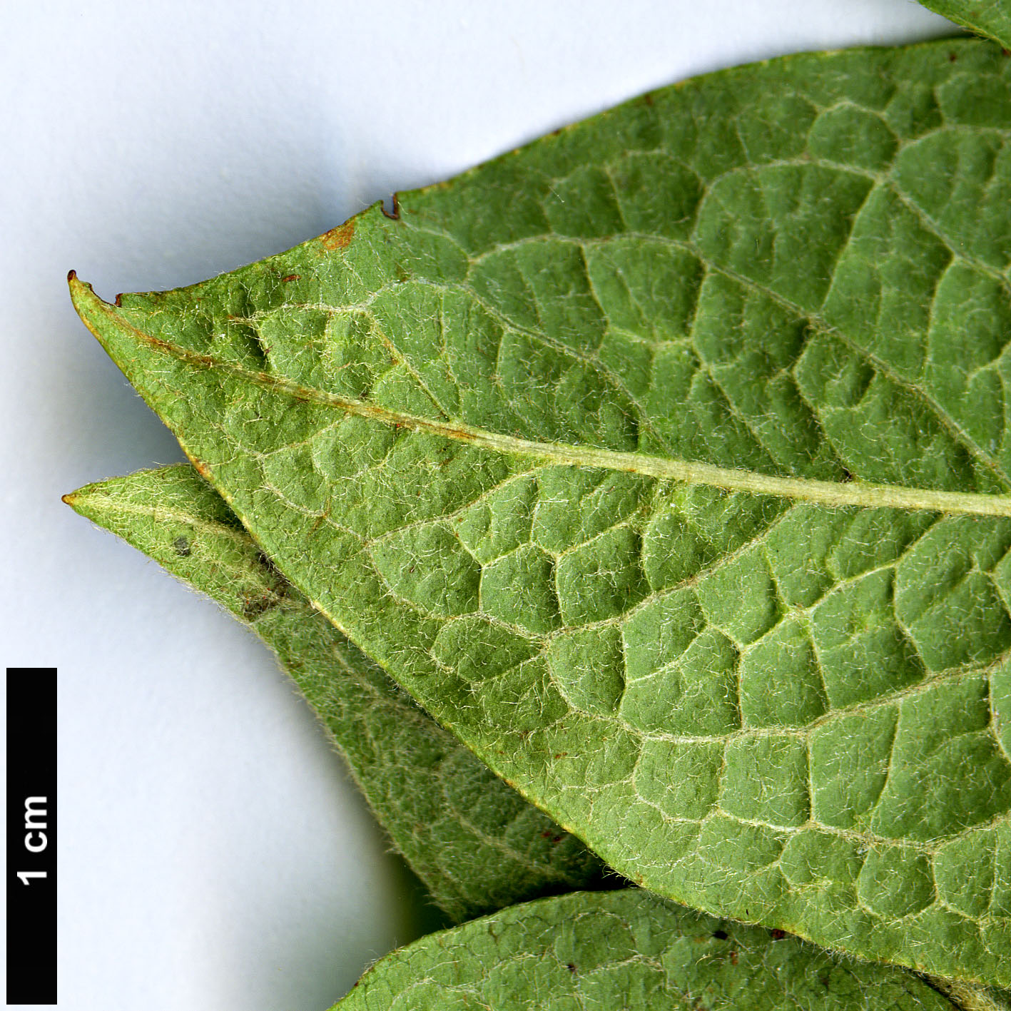 High resolution image: Family: Rosaceae - Genus: Cotoneaster - Taxon: hillieri