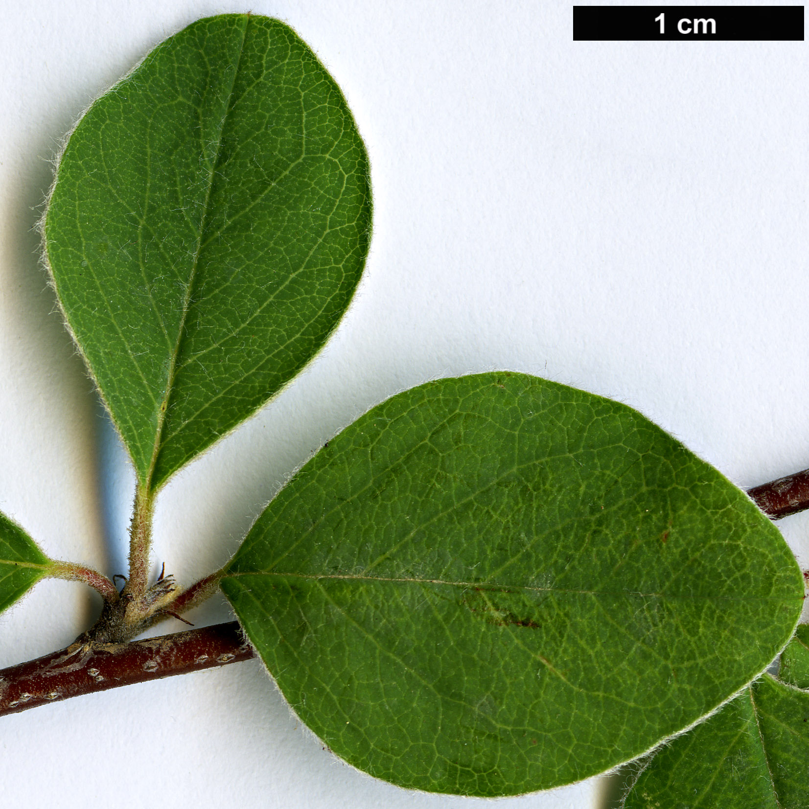 High resolution image: Family: Rosaceae - Genus: Cotoneaster - Taxon: hissaricus