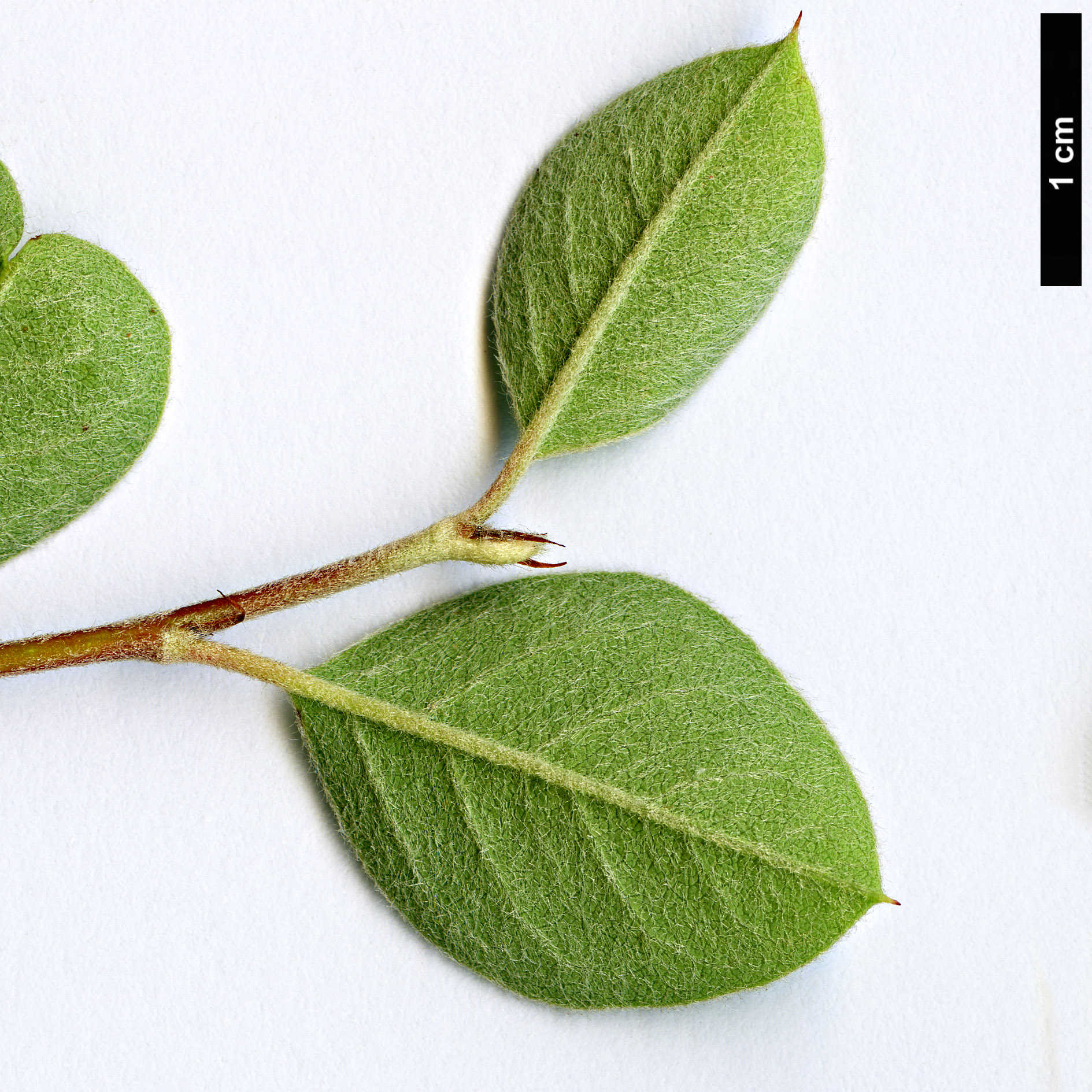 High resolution image: Family: Rosaceae - Genus: Cotoneaster - Taxon: hissaricus