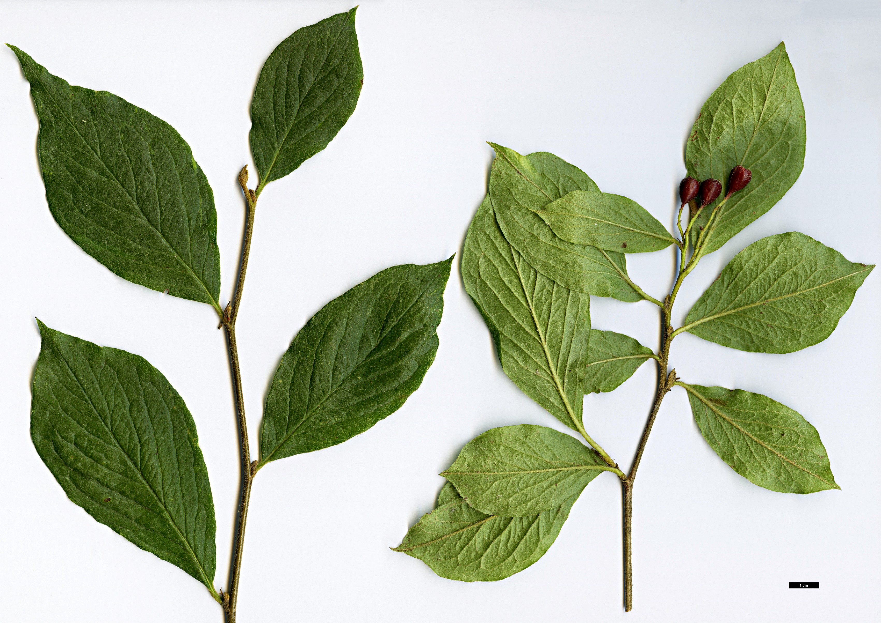 High resolution image: Family: Rosaceae - Genus: Cotoneaster - Taxon: hummelii