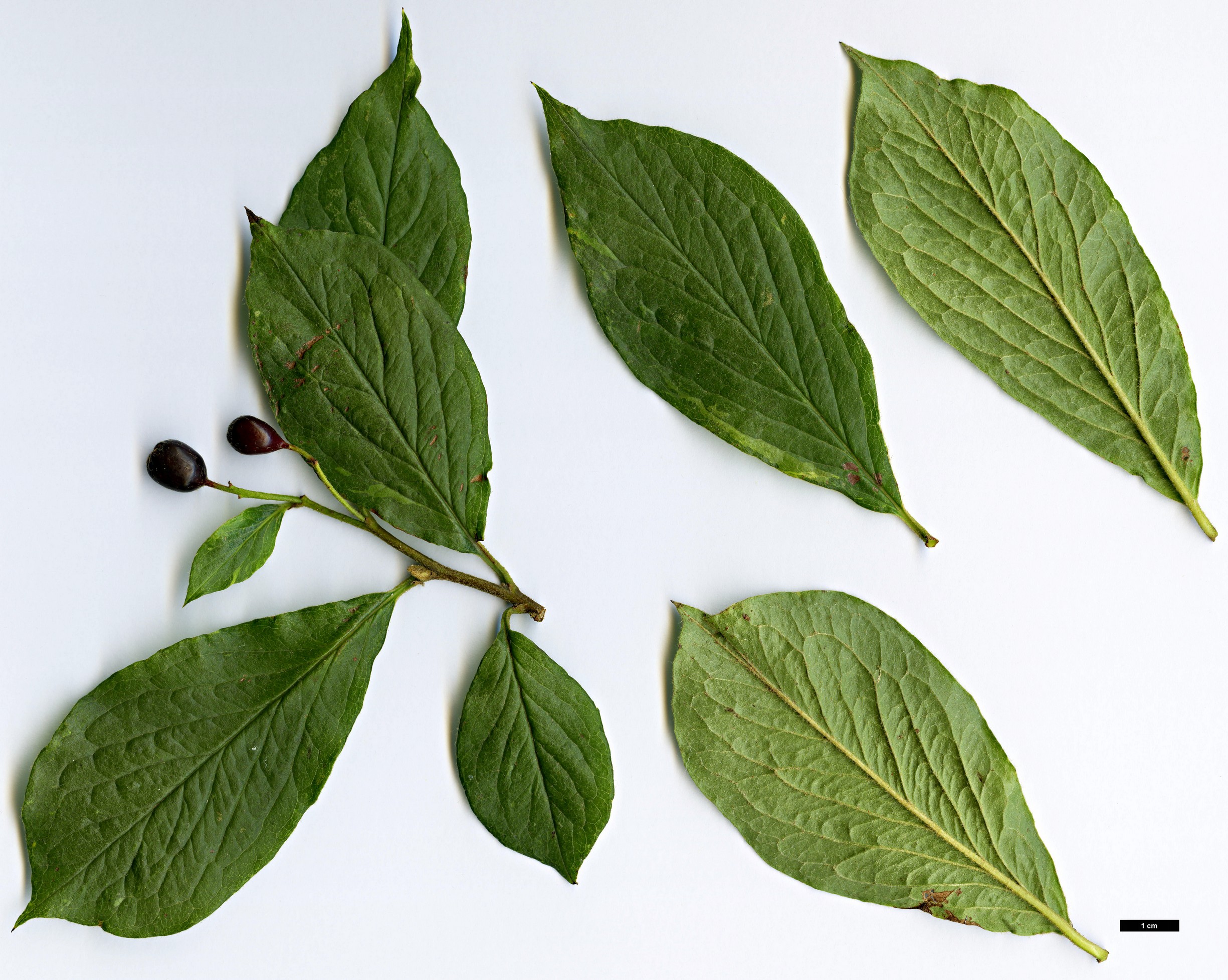 High resolution image: Family: Rosaceae - Genus: Cotoneaster - Taxon: hummelii