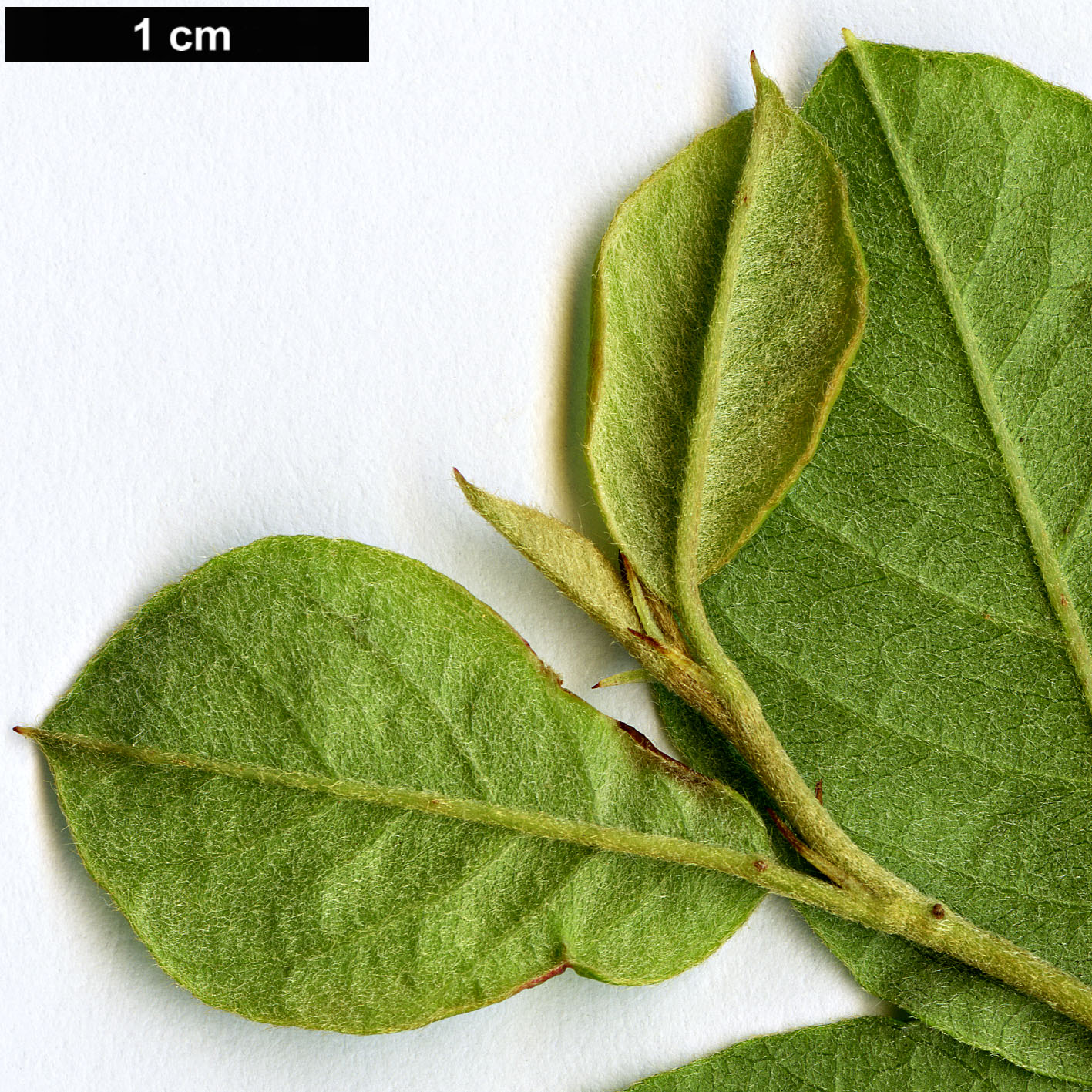 High resolution image: Family: Rosaceae - Genus: Cotoneaster - Taxon: hupehensis