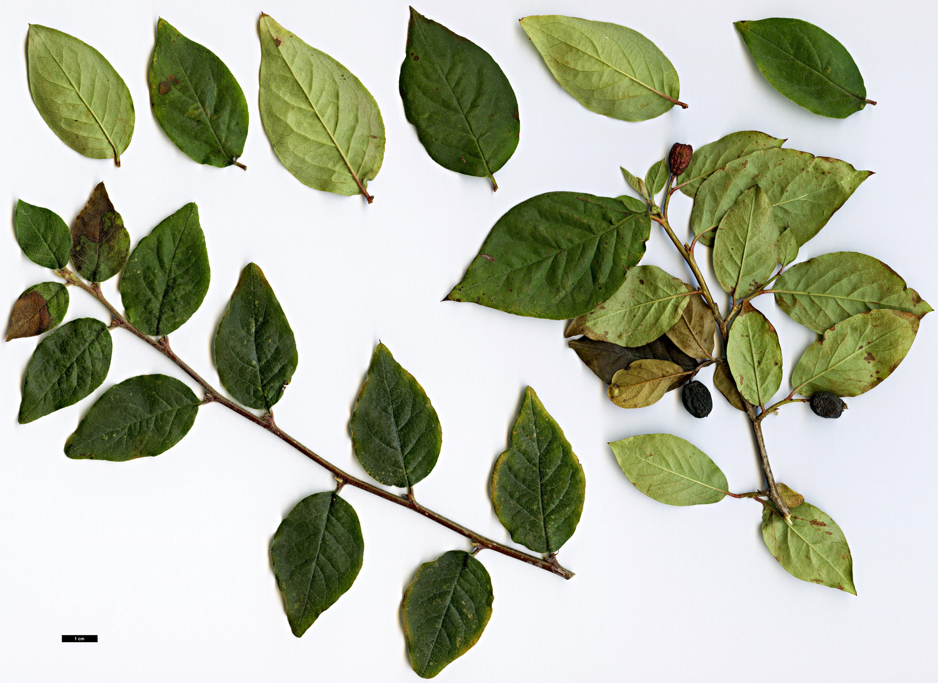 High resolution image: Family: Rosaceae - Genus: Cotoneaster - Taxon: hurusawaianus