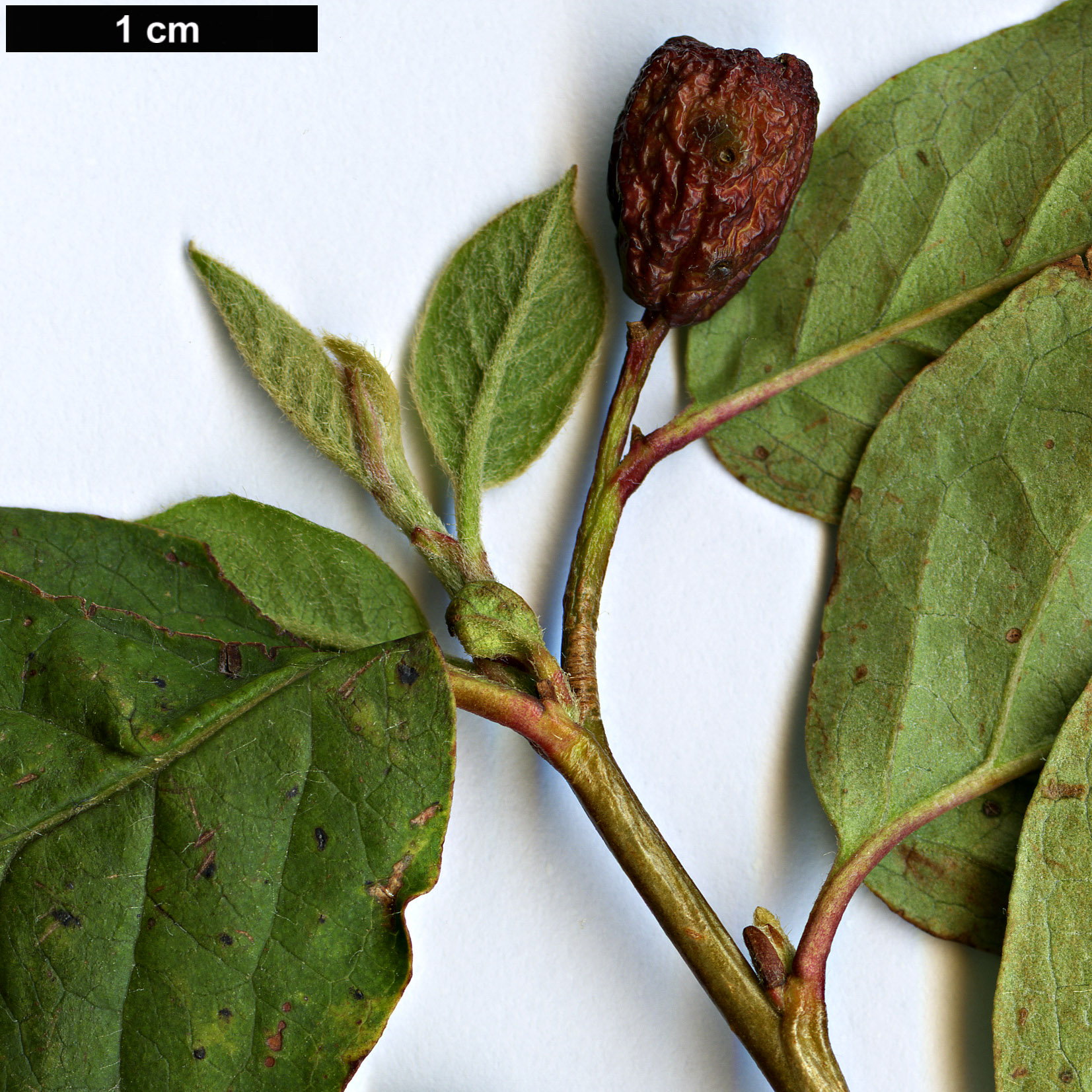 High resolution image: Family: Rosaceae - Genus: Cotoneaster - Taxon: hurusawaianus