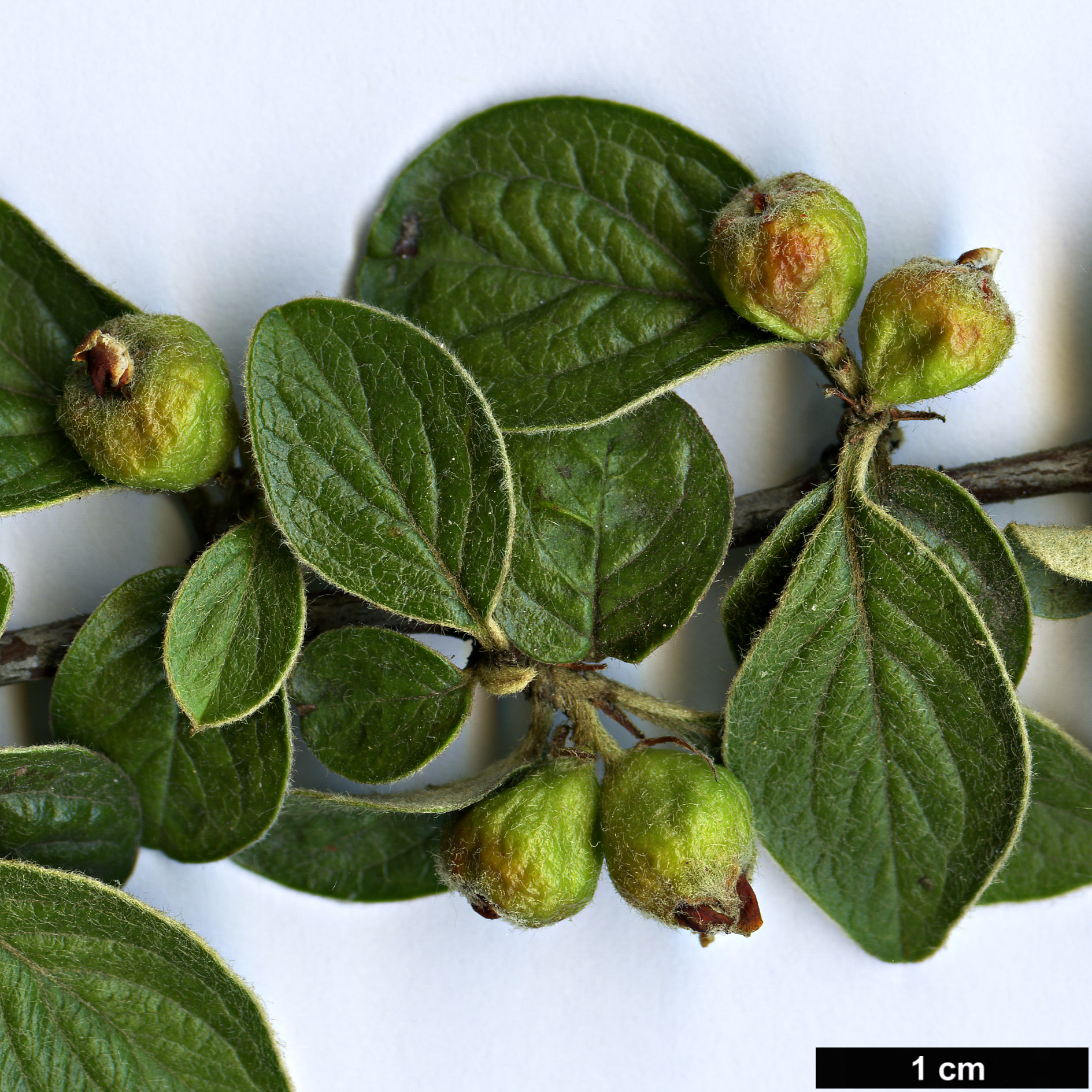 High resolution image: Family: Rosaceae - Genus: Cotoneaster - Taxon: induratus