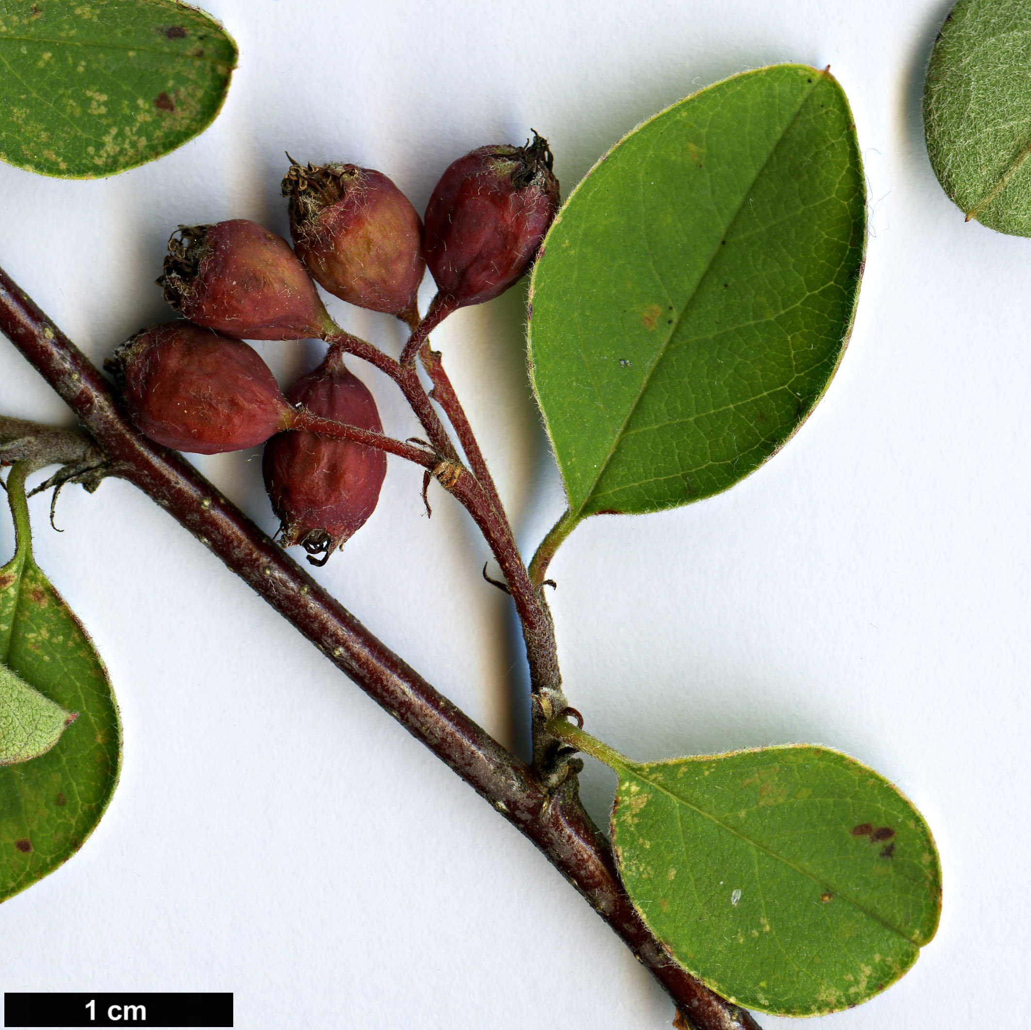 High resolution image: Family: Rosaceae - Genus: Cotoneaster - Taxon: inexpectatus