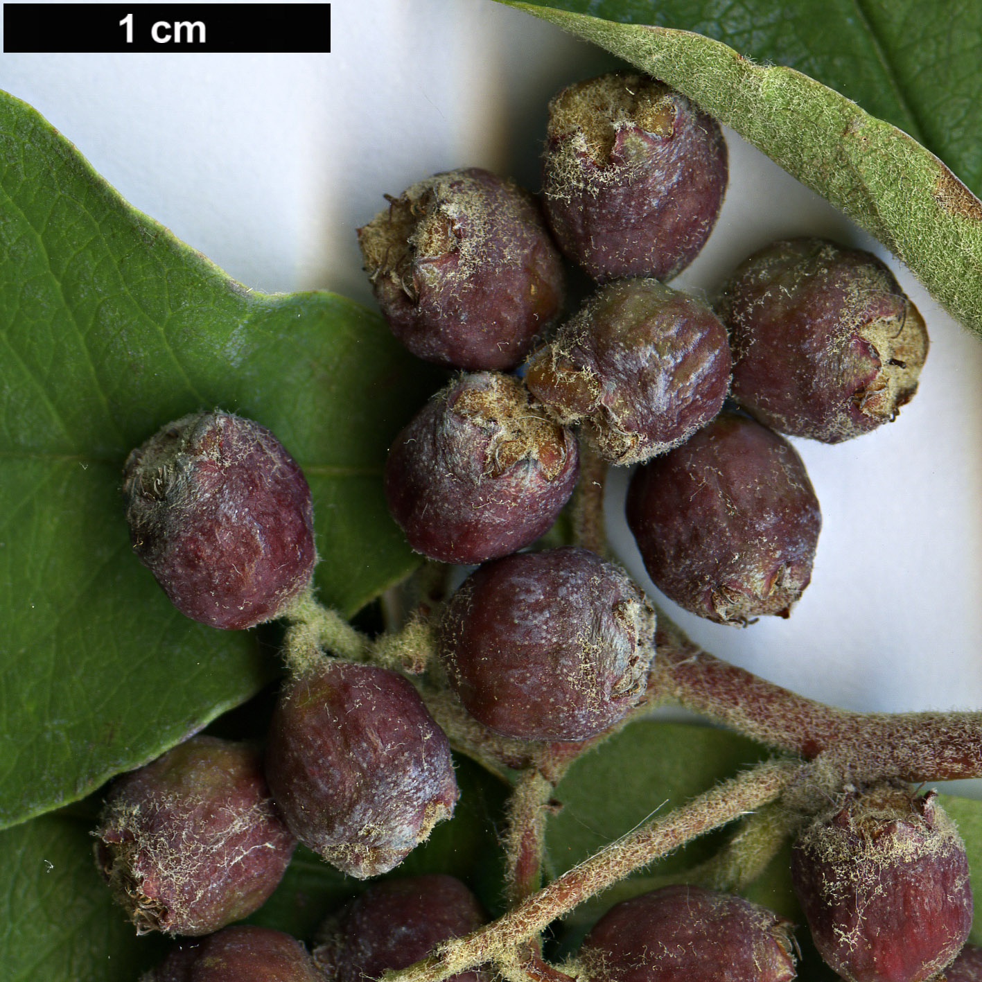 High resolution image: Family: Rosaceae - Genus: Cotoneaster - Taxon: insignis