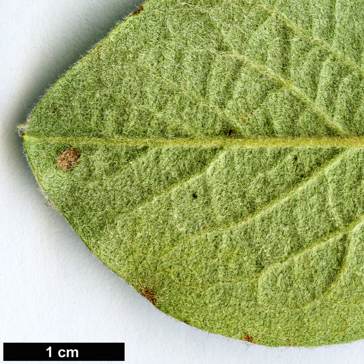 High resolution image: Family: Rosaceae - Genus: Cotoneaster - Taxon: integerrimus