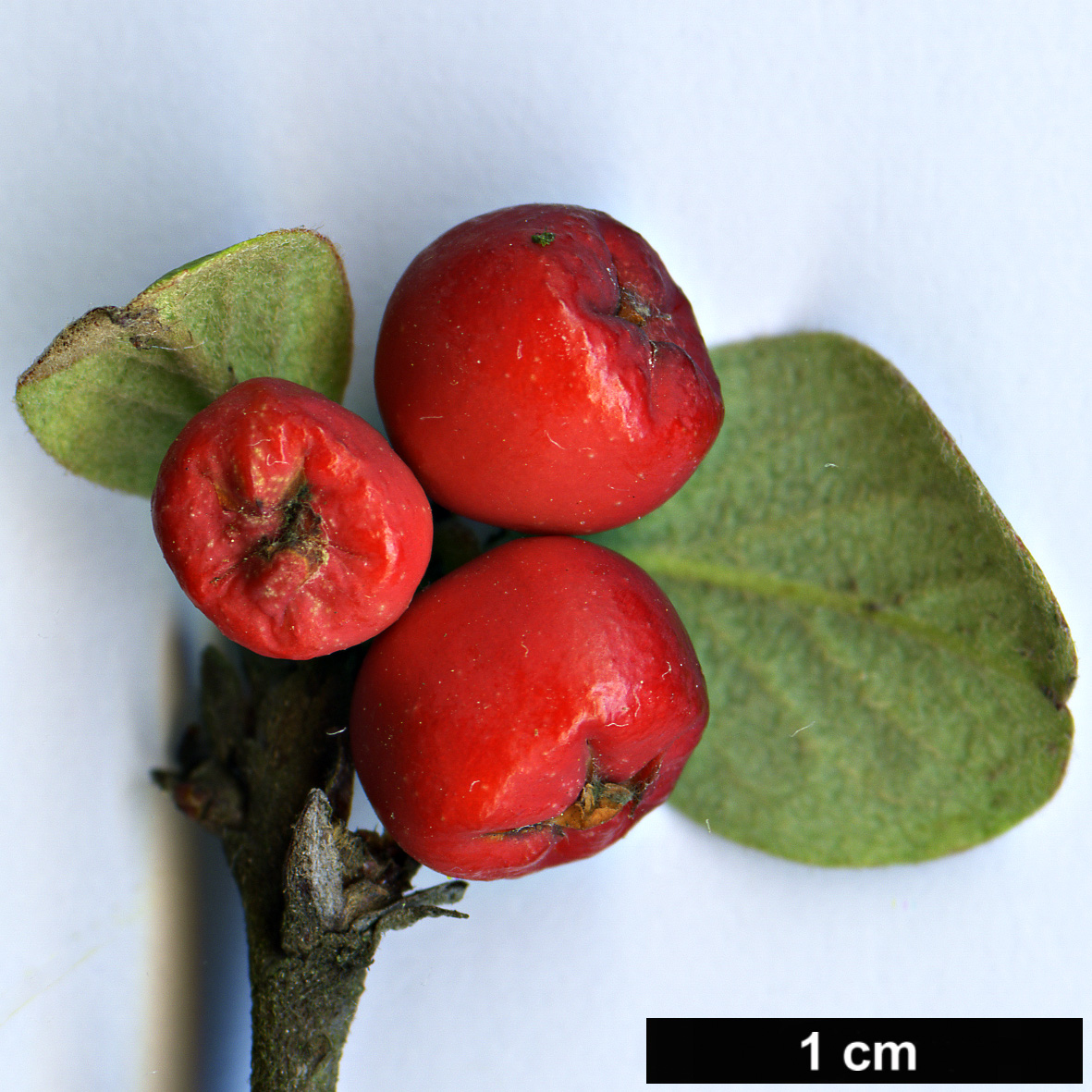 High resolution image: Family: Rosaceae - Genus: Cotoneaster - Taxon: integerrimus