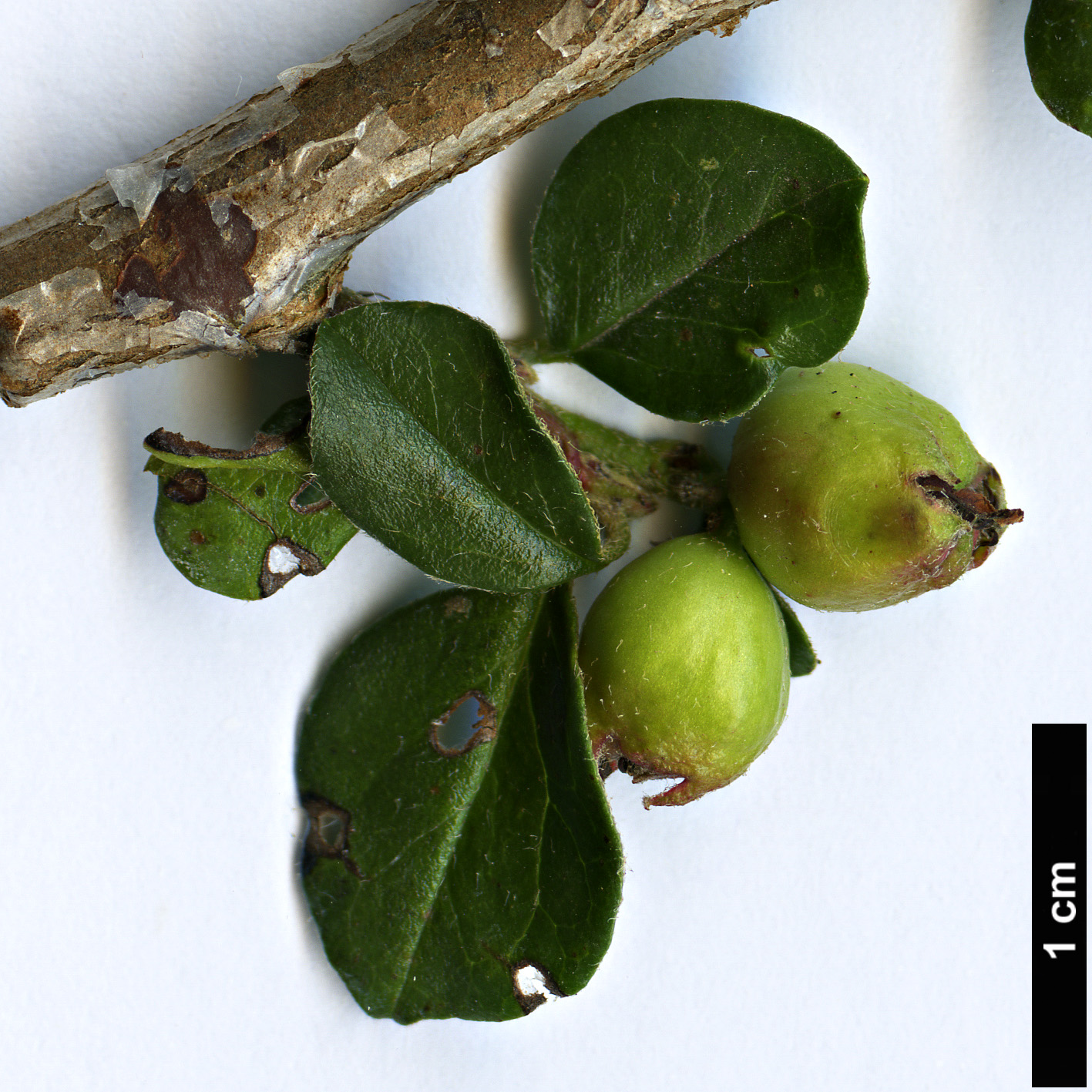 High resolution image: Family: Rosaceae - Genus: Cotoneaster - Taxon: kerstanii