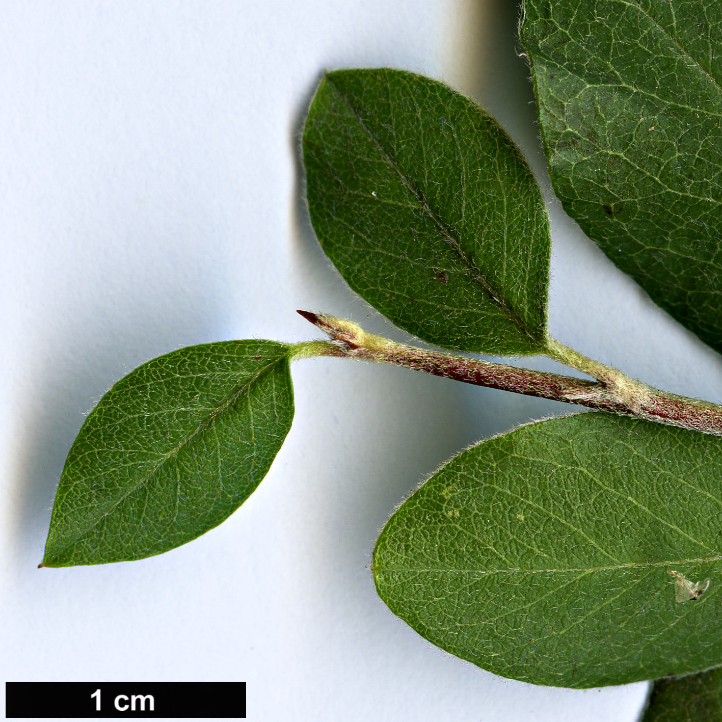 High resolution image: Family: Rosaceae - Genus: Cotoneaster - Taxon: krasnovii