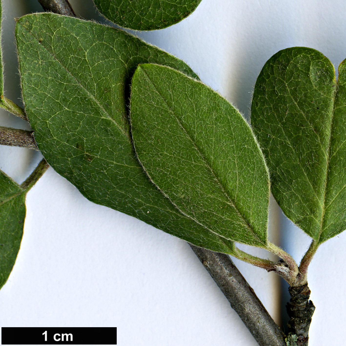 High resolution image: Family: Rosaceae - Genus: Cotoneaster - Taxon: krasnovii