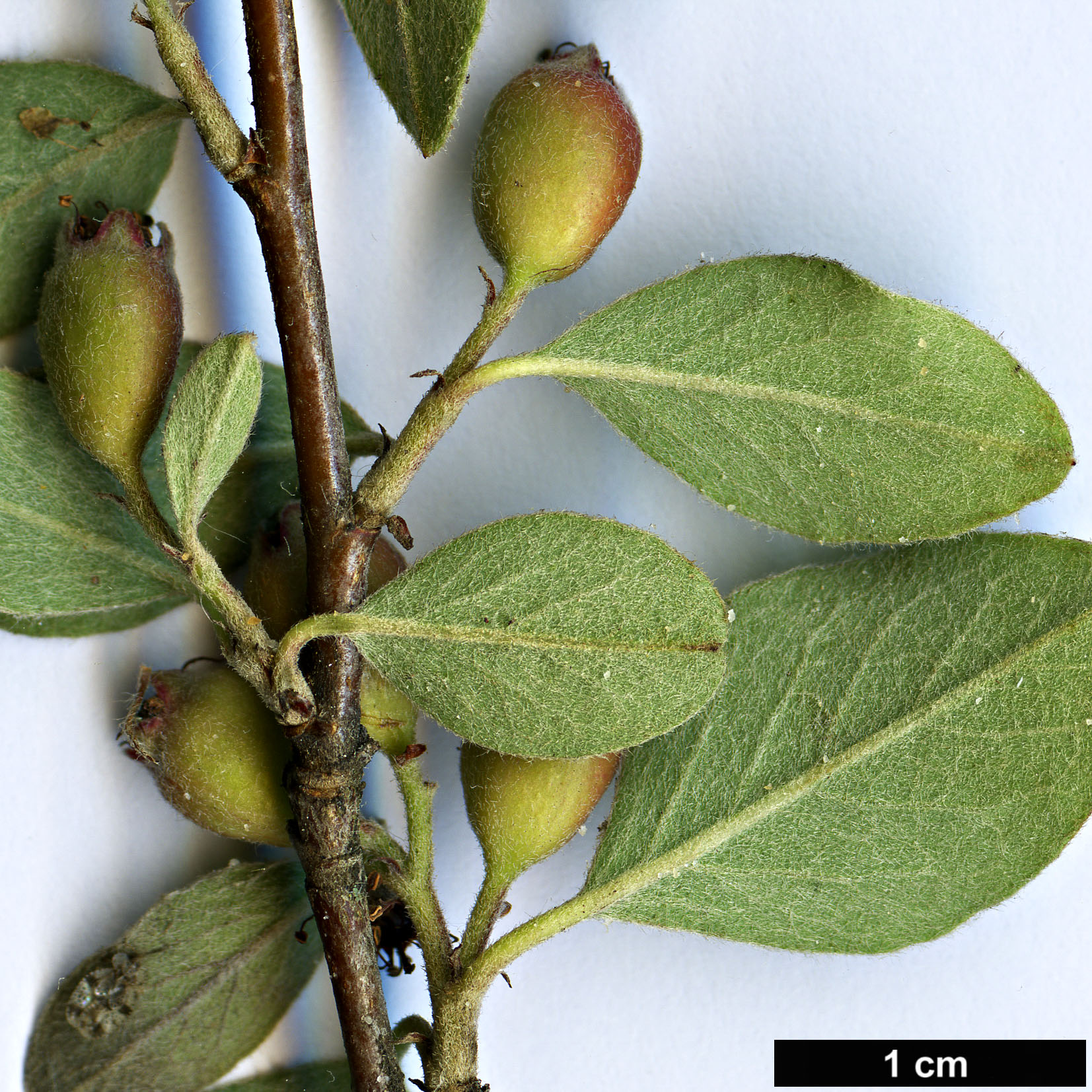 High resolution image: Family: Rosaceae - Genus: Cotoneaster - Taxon: krasnovii