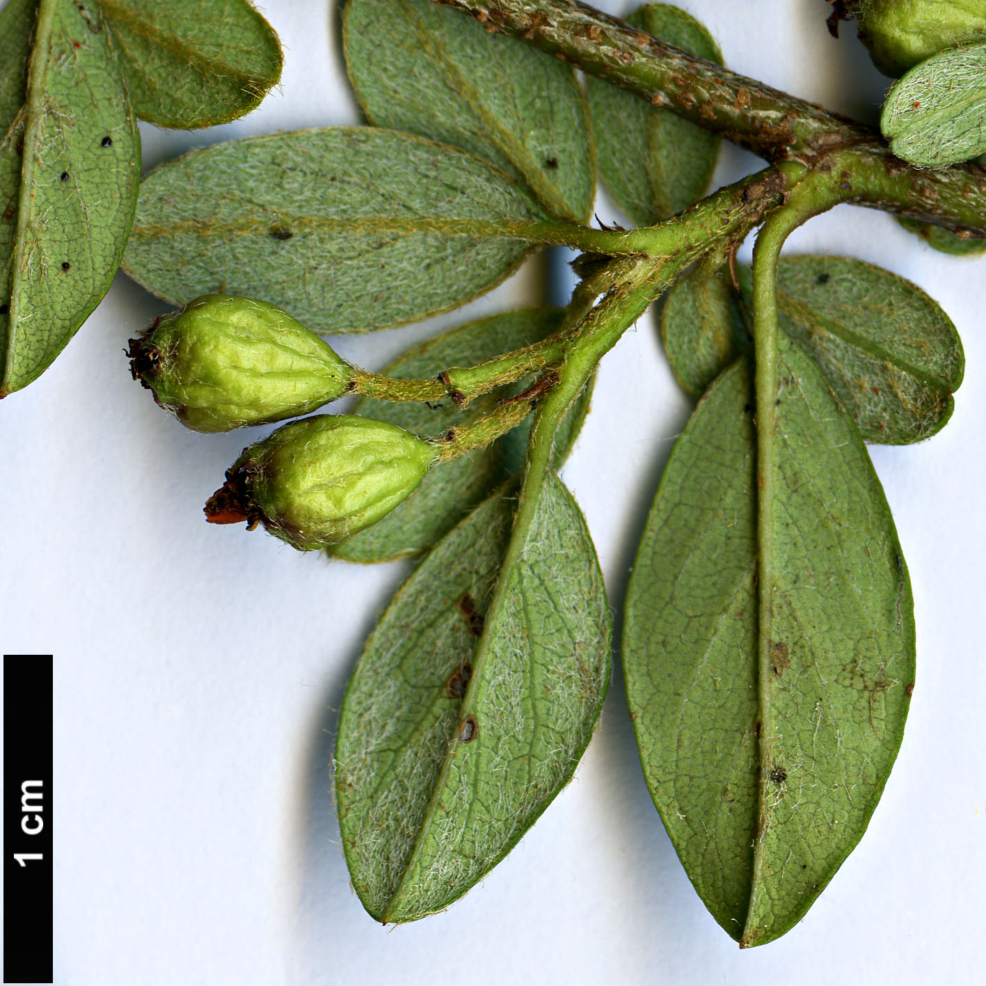 High resolution image: Family: Rosaceae - Genus: Cotoneaster - Taxon: kweitschoviensis