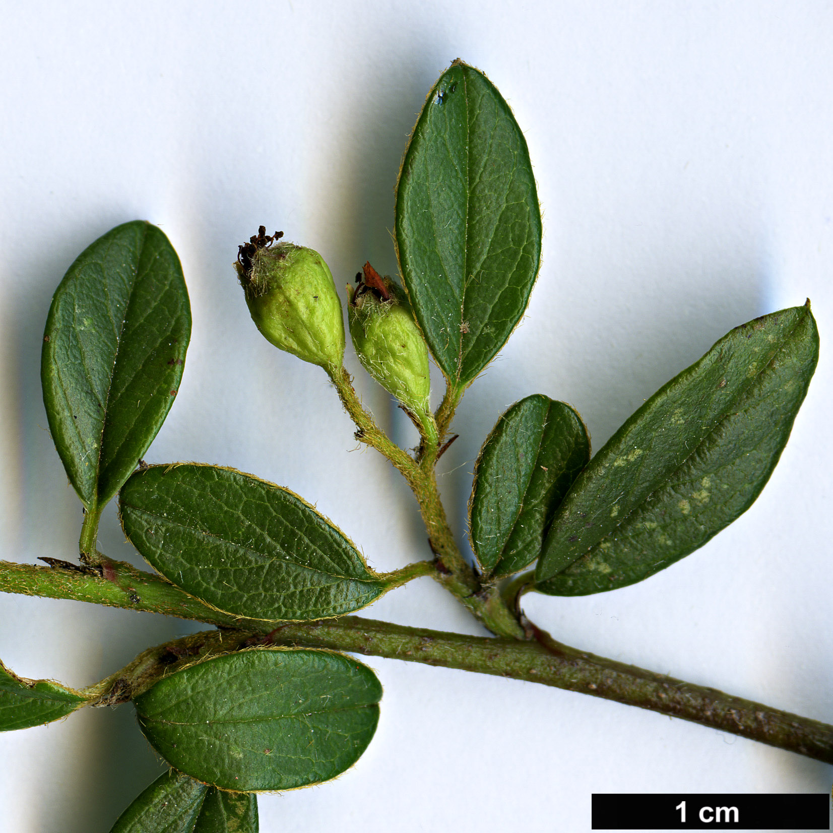 High resolution image: Family: Rosaceae - Genus: Cotoneaster - Taxon: kweitschoviensis