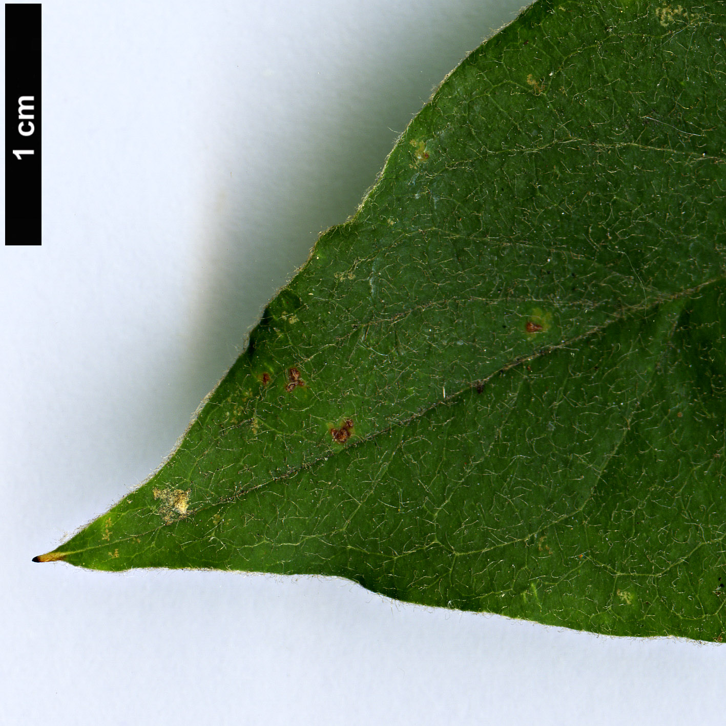 High resolution image: Family: Rosaceae - Genus: Cotoneaster - Taxon: laetevirens