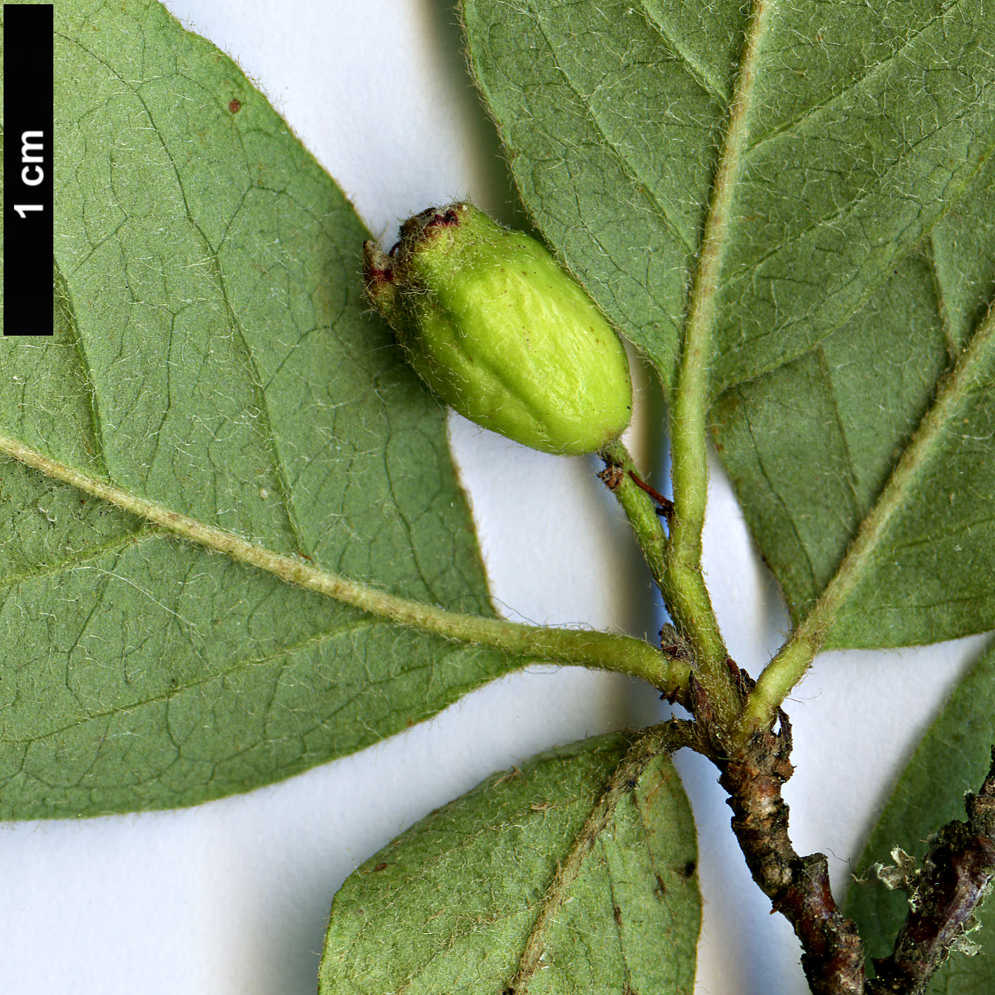 High resolution image: Family: Rosaceae - Genus: Cotoneaster - Taxon: laetevirens