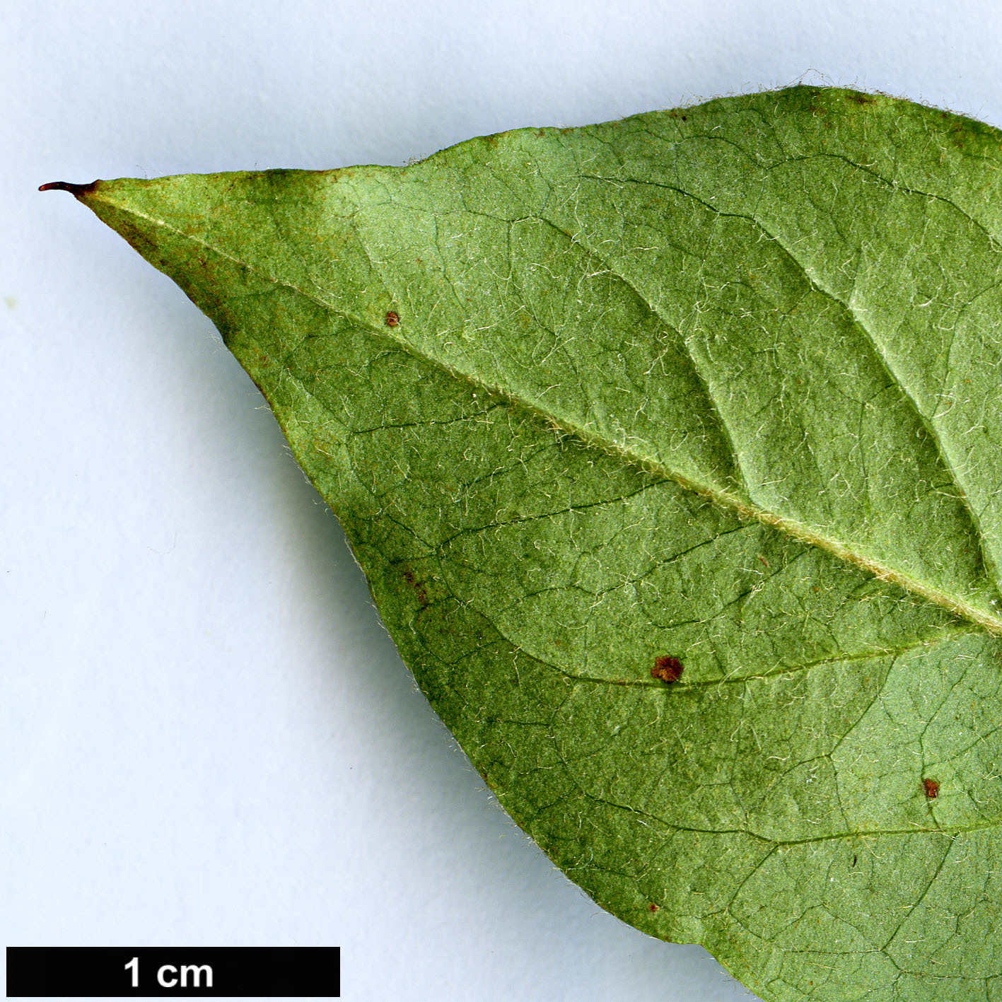 High resolution image: Family: Rosaceae - Genus: Cotoneaster - Taxon: laetevirens