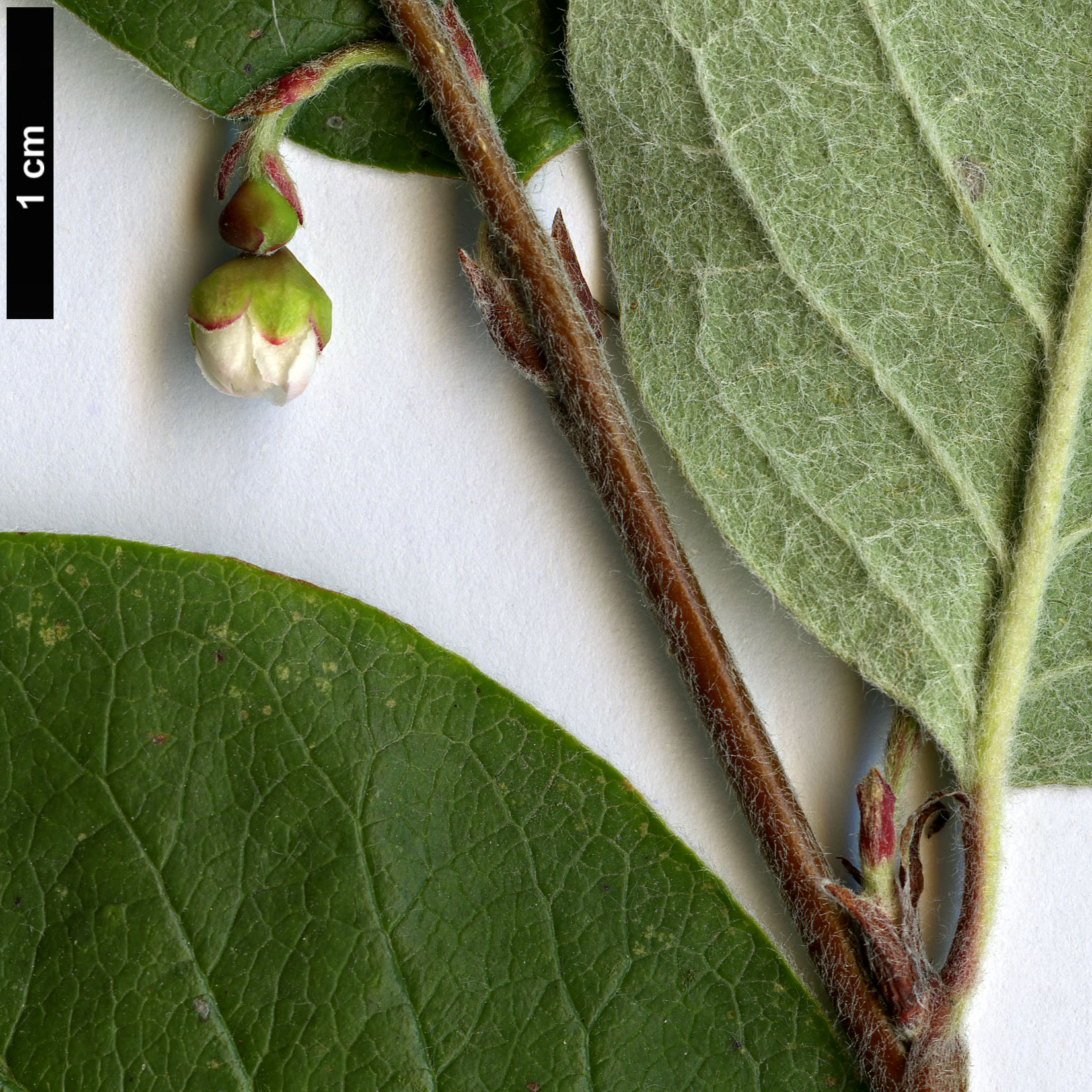 High resolution image: Family: Rosaceae - Genus: Cotoneaster - Taxon: laxiflorus