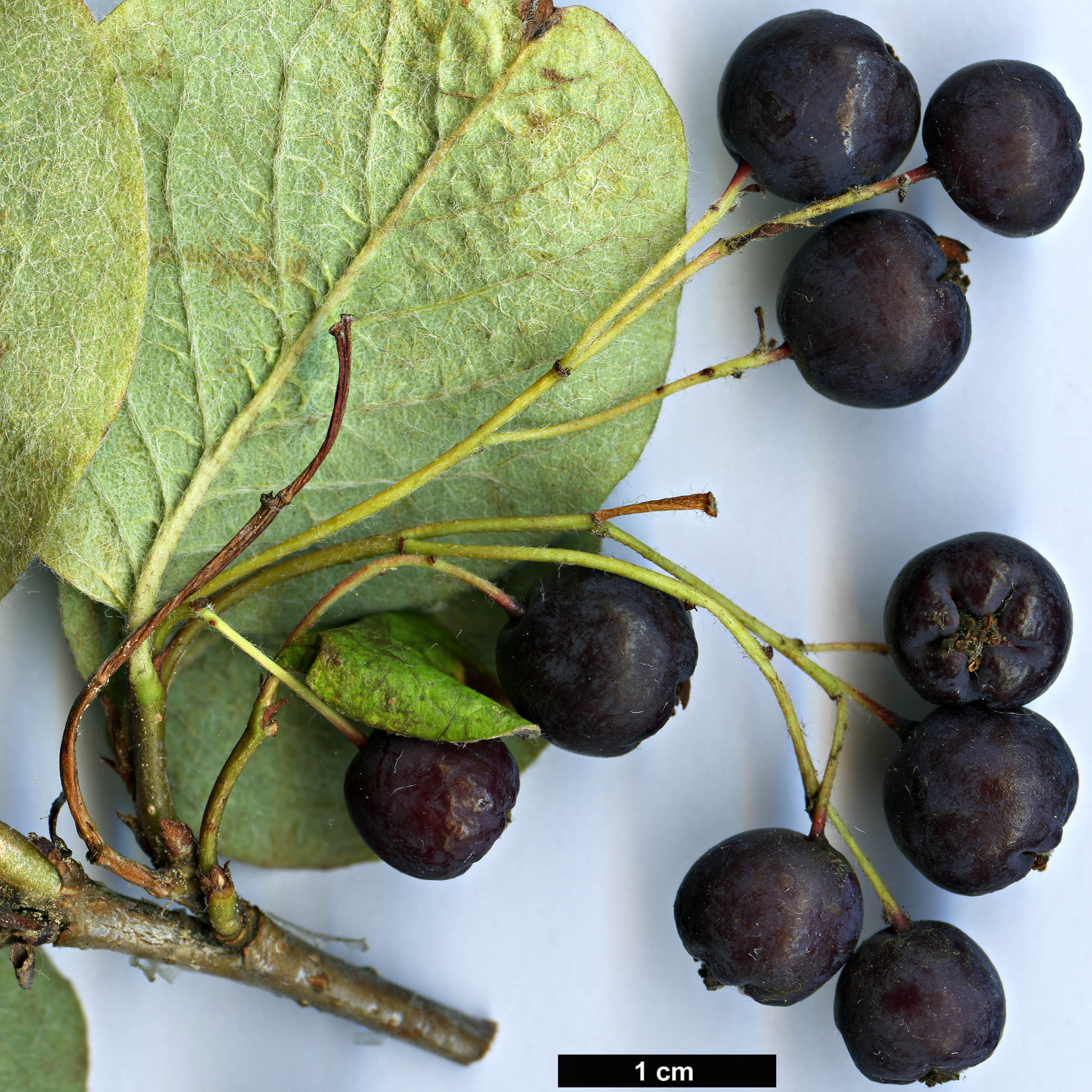 High resolution image: Family: Rosaceae - Genus: Cotoneaster - Taxon: laxiflorus